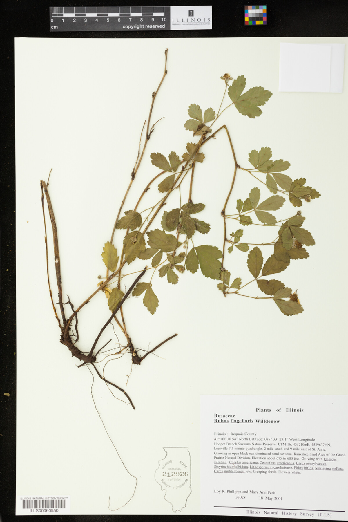 Rubus flagellaris image