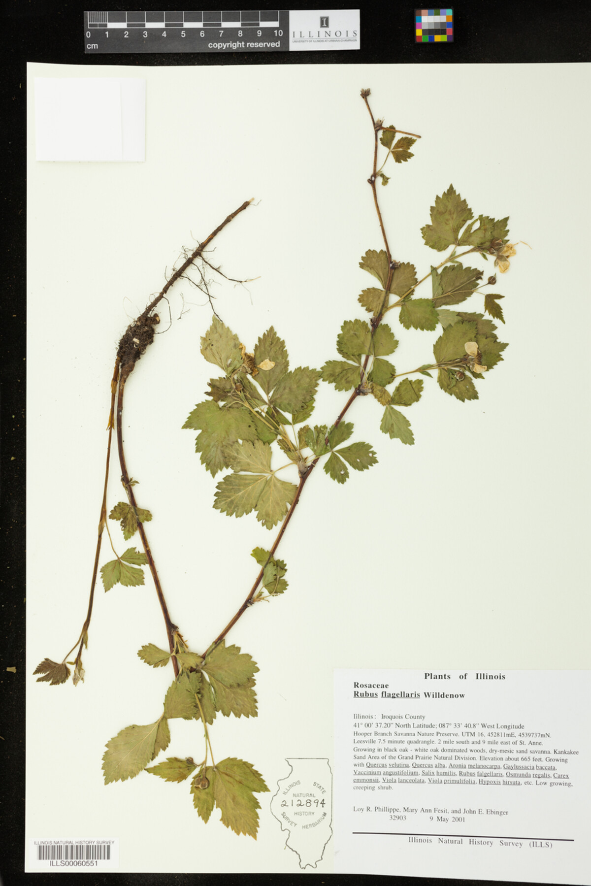 Rubus flagellaris image