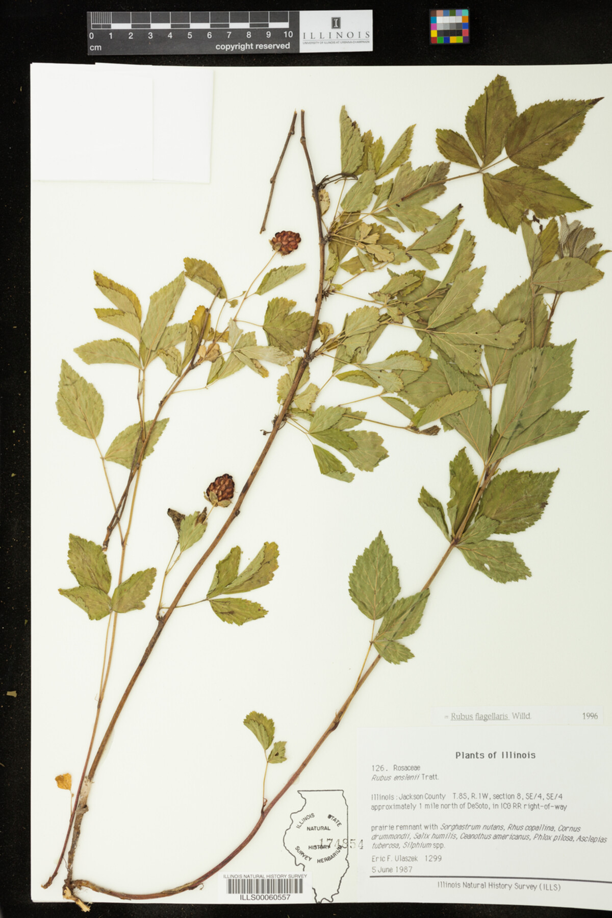 Rubus flagellaris image