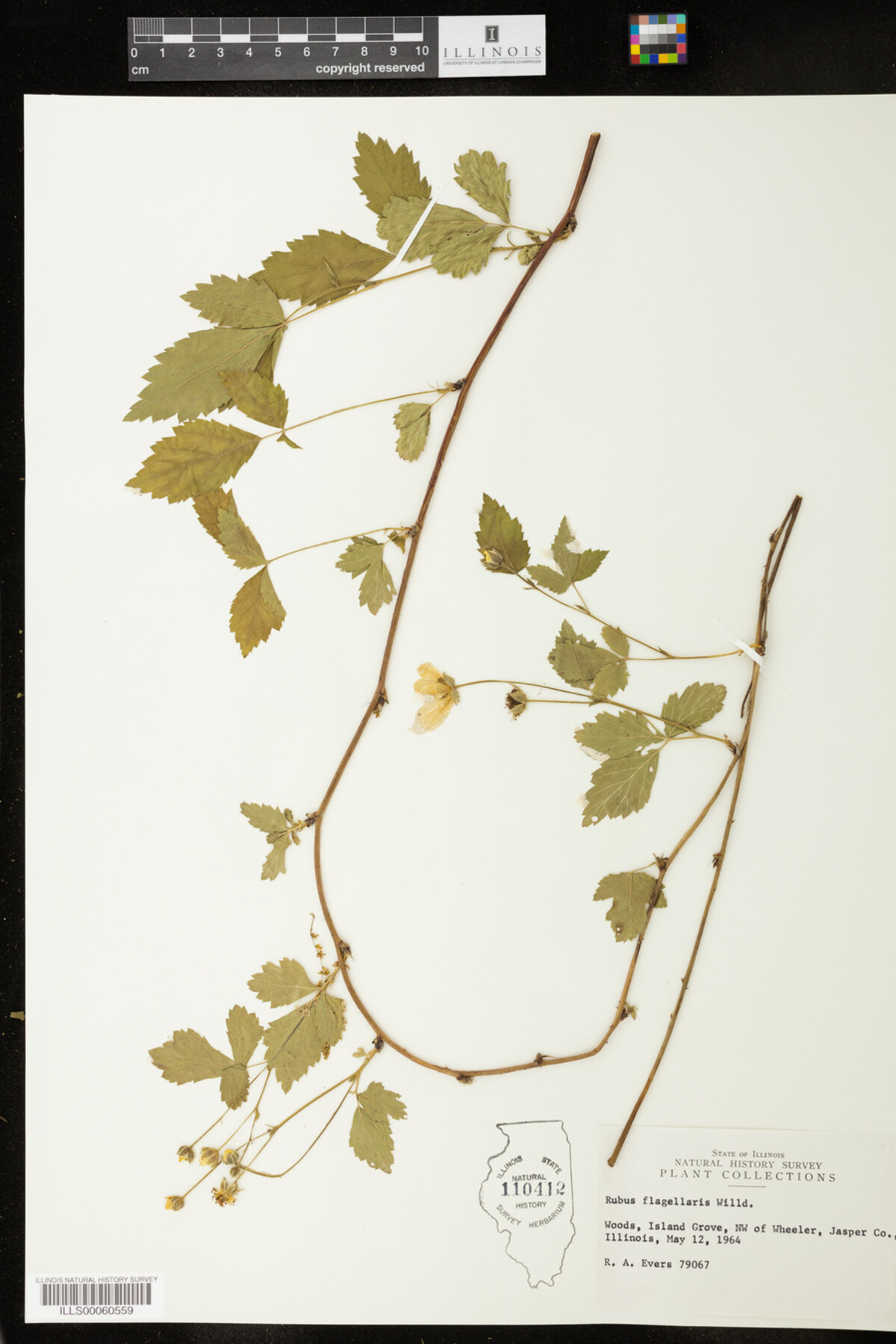 Rubus flagellaris image
