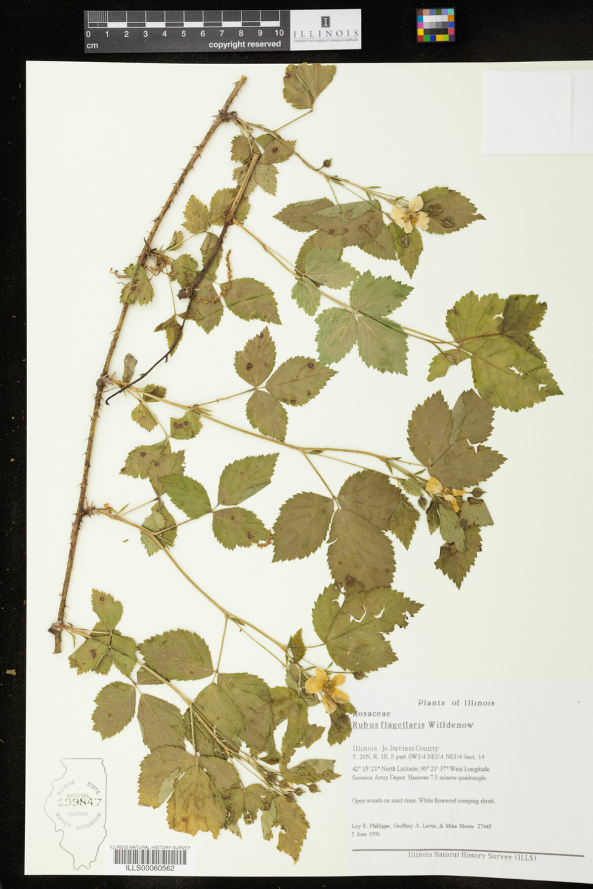 Rubus flagellaris image
