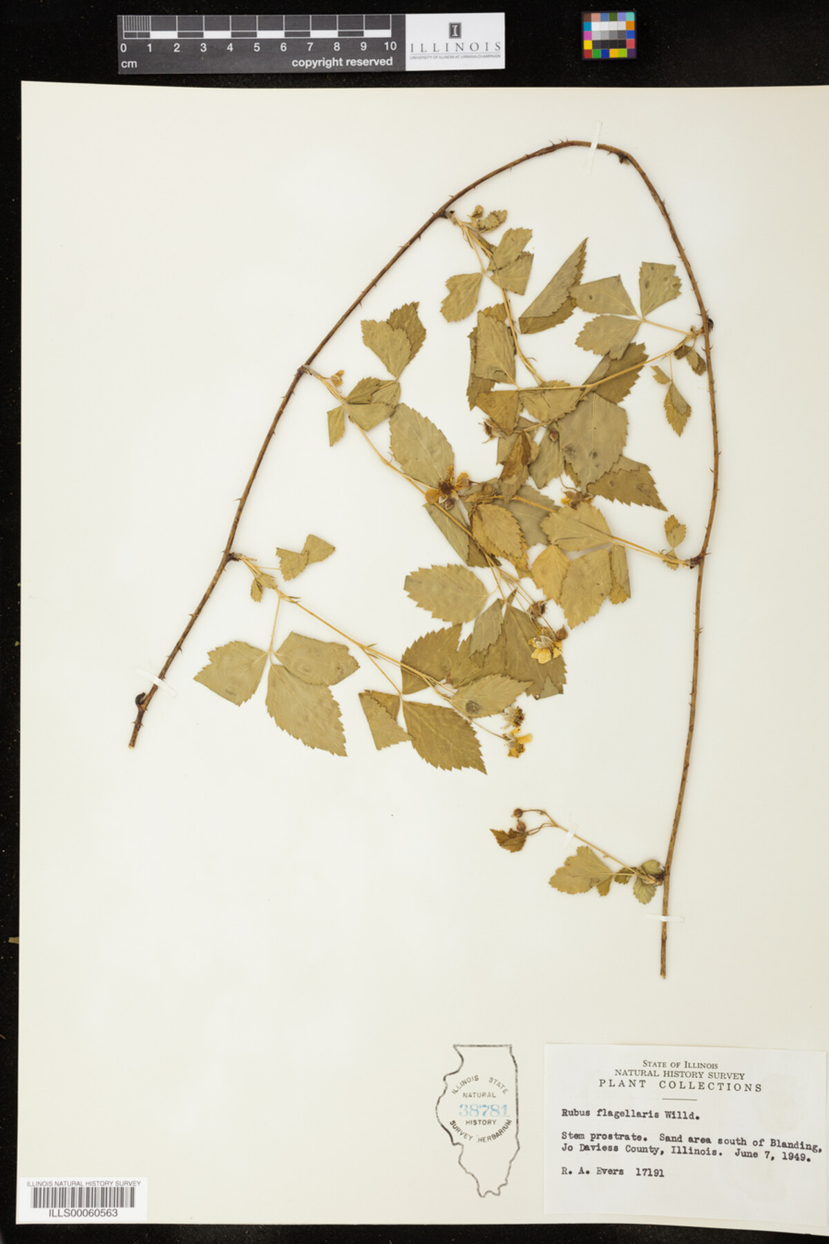 Rubus flagellaris image