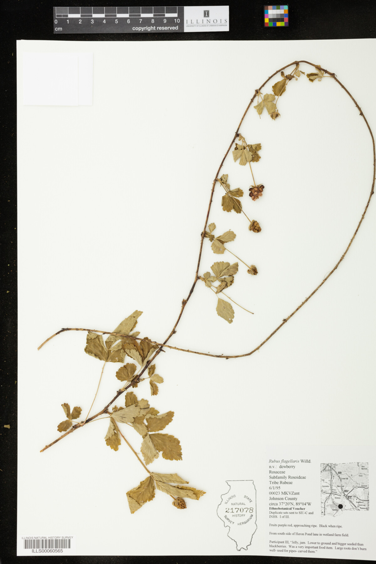 Rubus flagellaris image