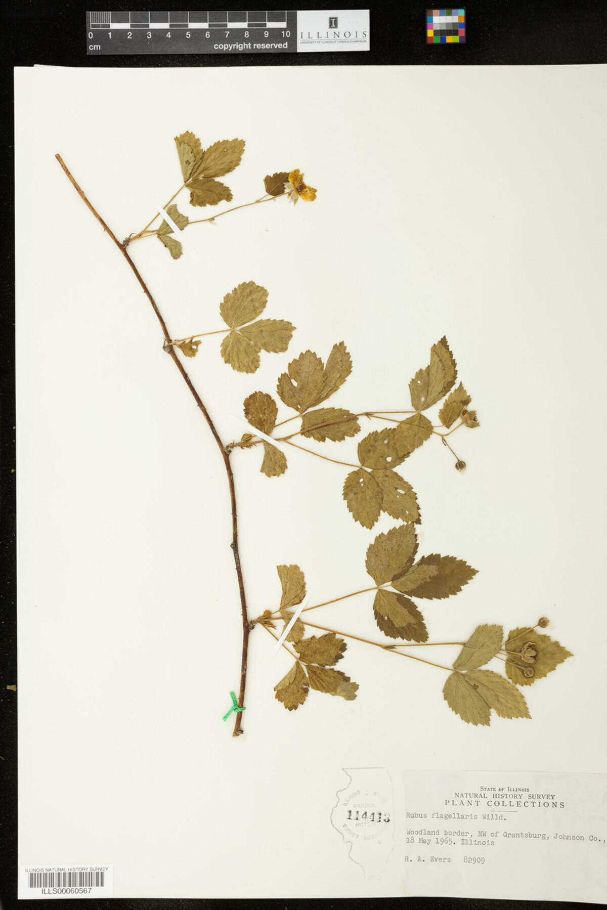 Rubus flagellaris image