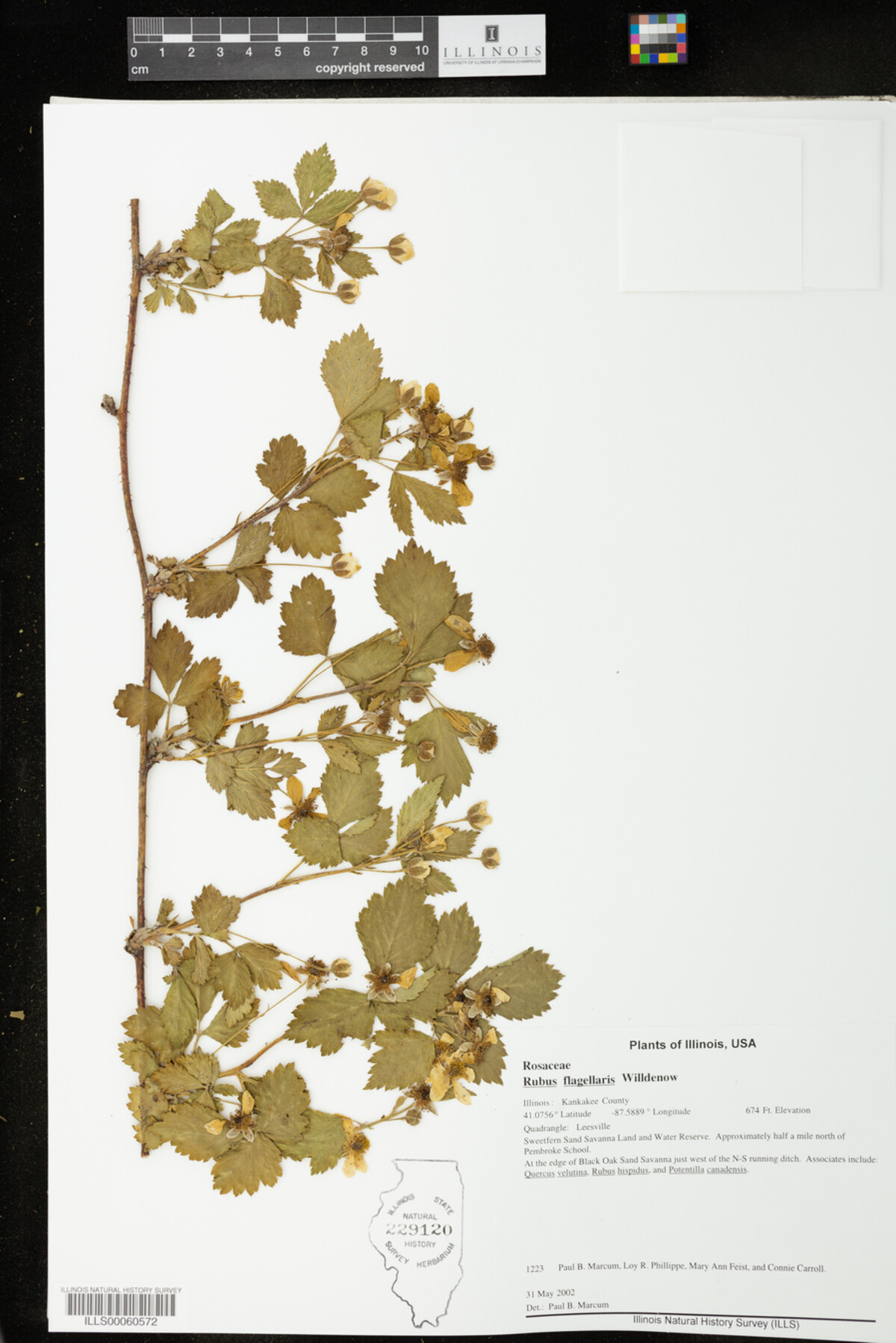 Rubus flagellaris image