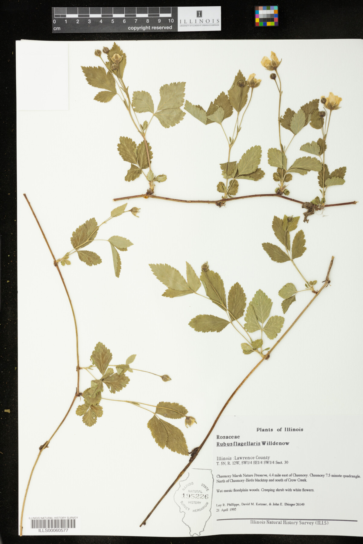 Rubus flagellaris image