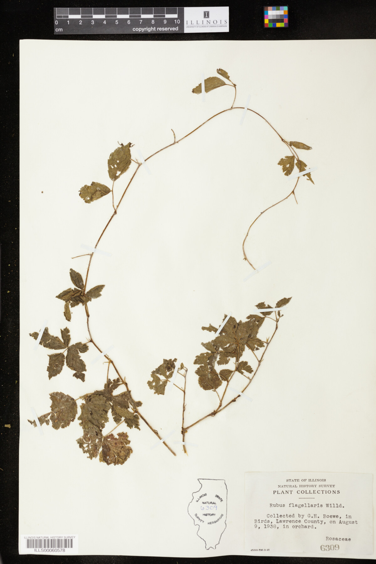 Rubus flagellaris image