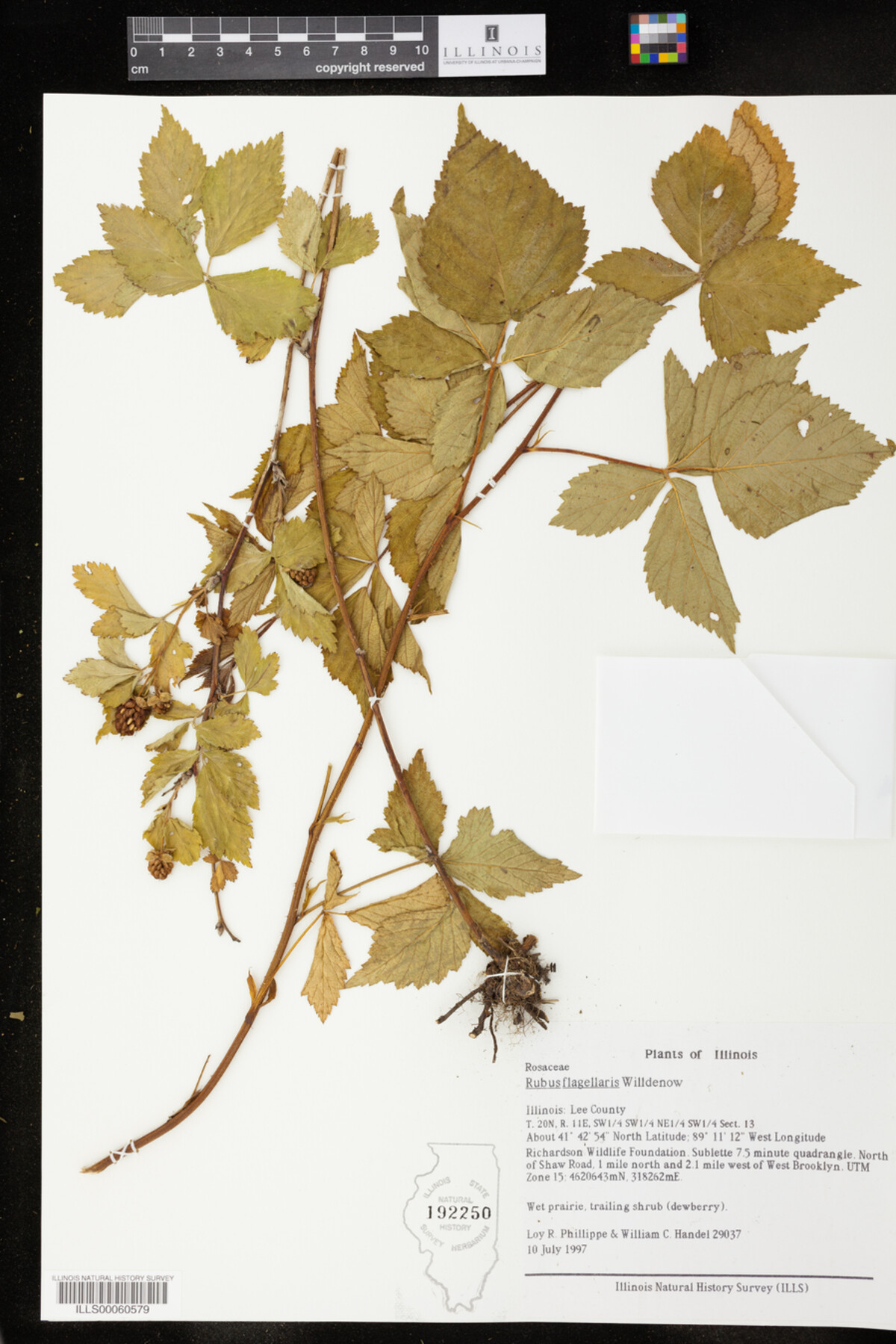 Rubus flagellaris image