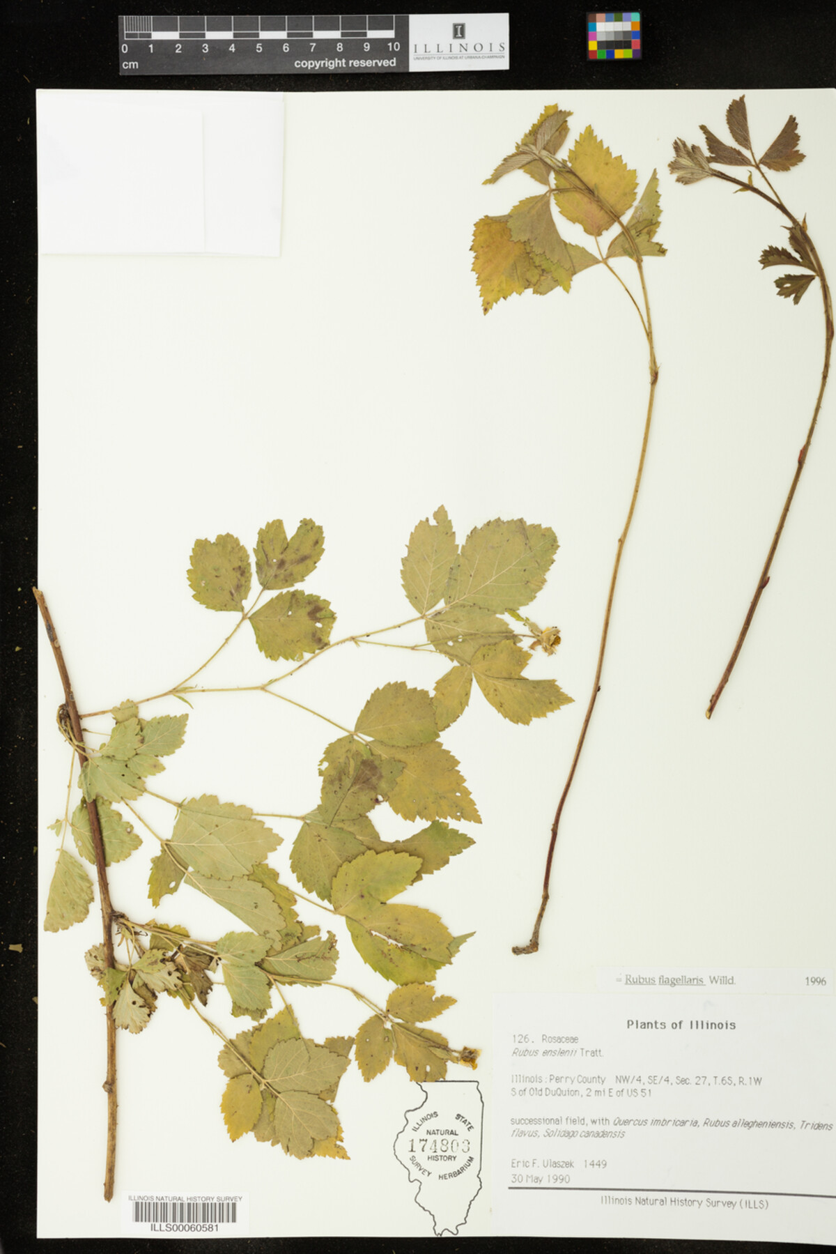 Rubus flagellaris image