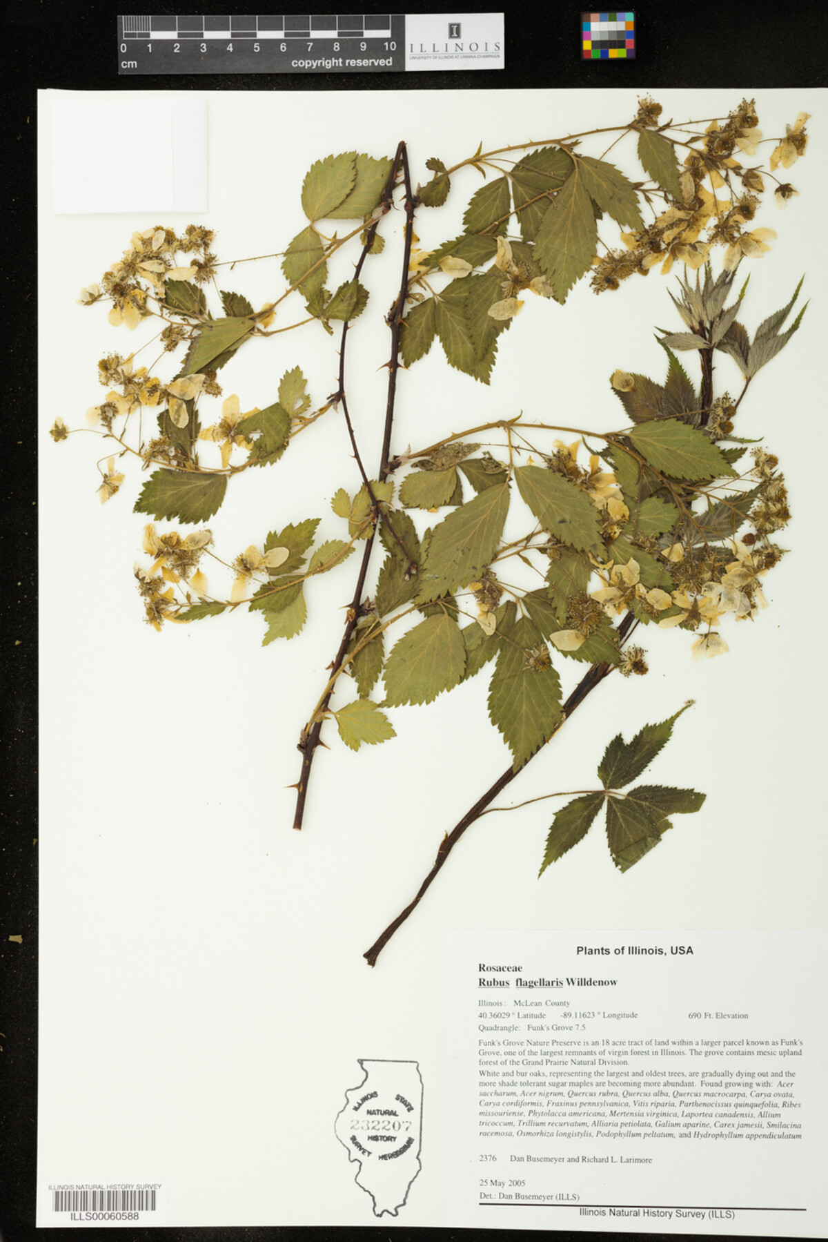 Rubus flagellaris image