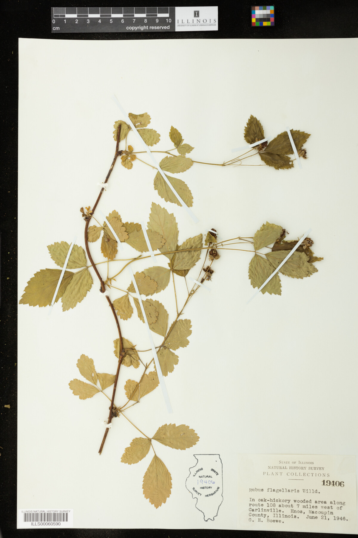 Rubus flagellaris image