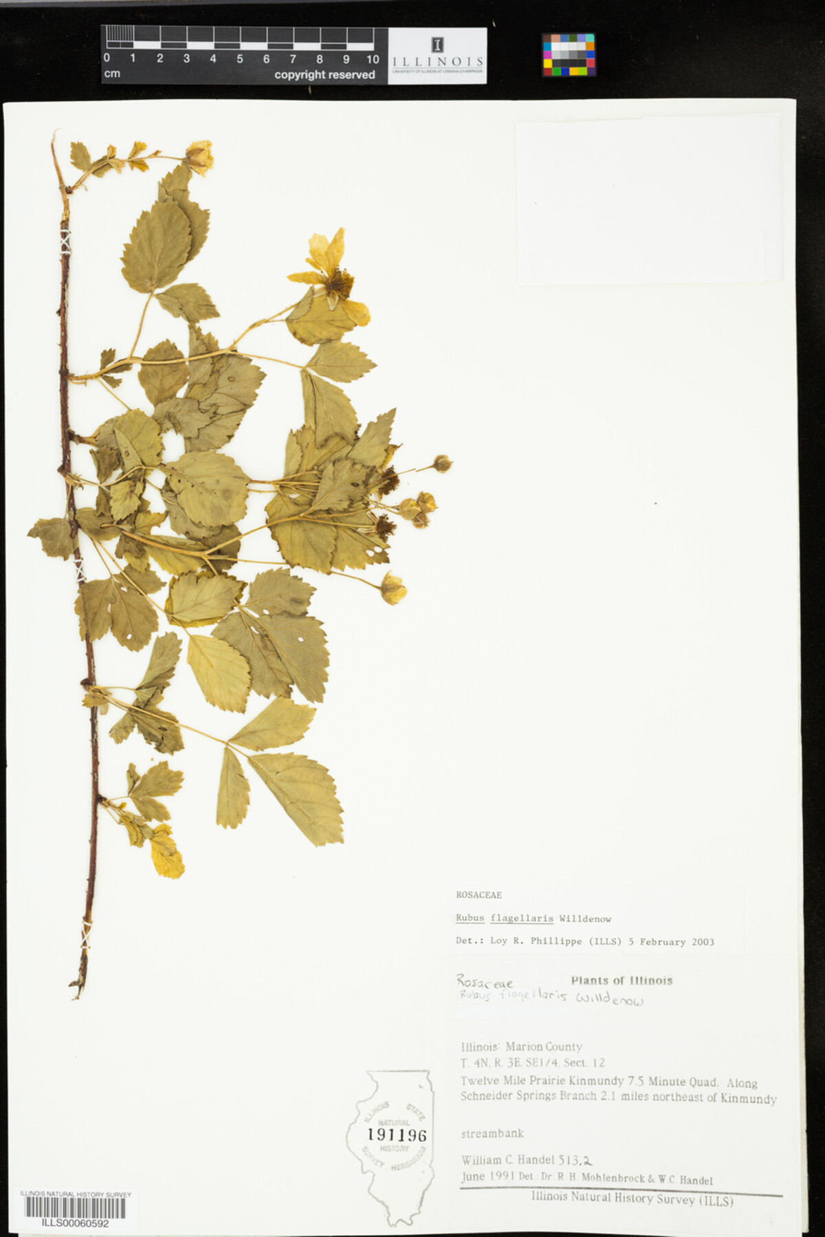 Rubus flagellaris image