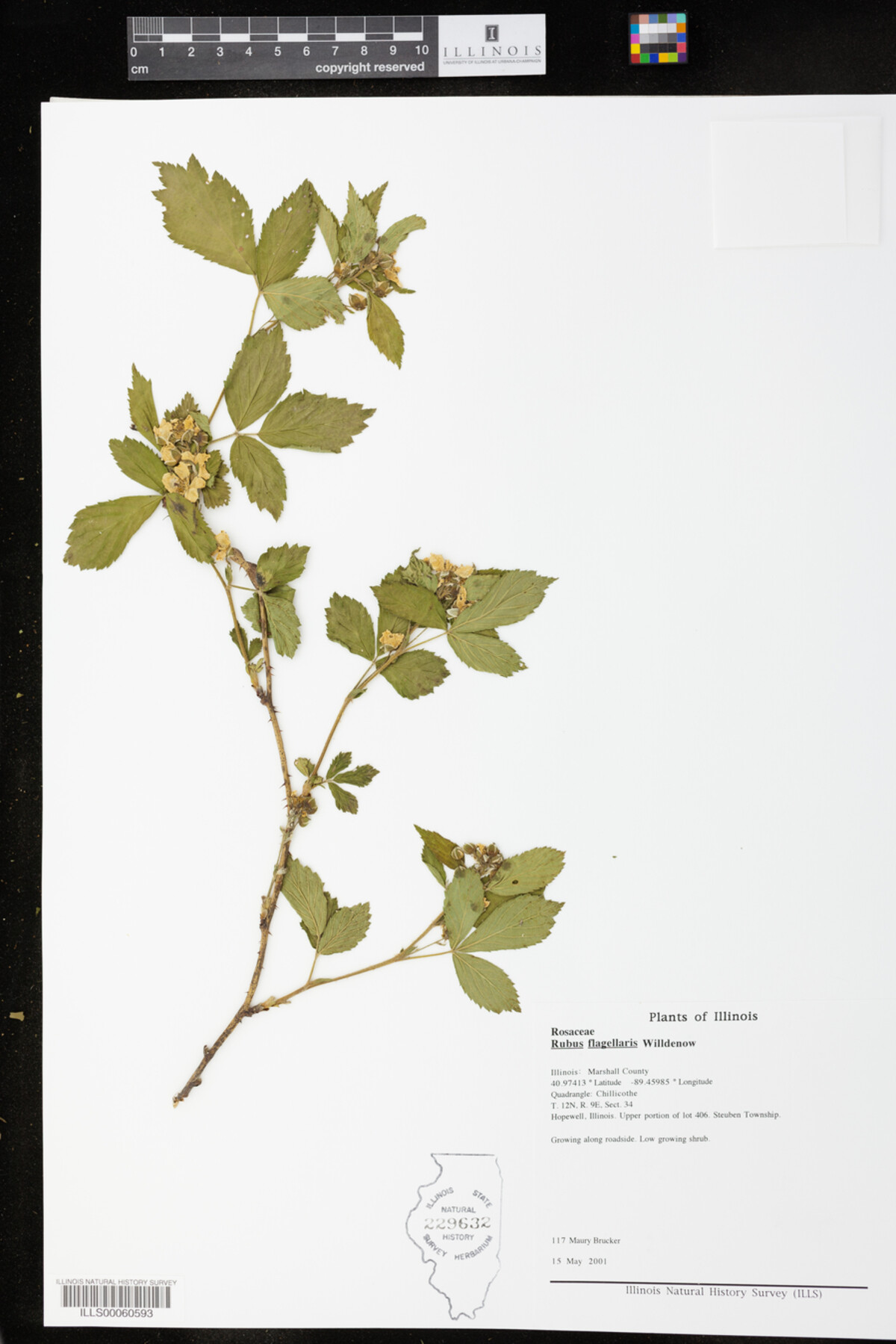 Rubus flagellaris image