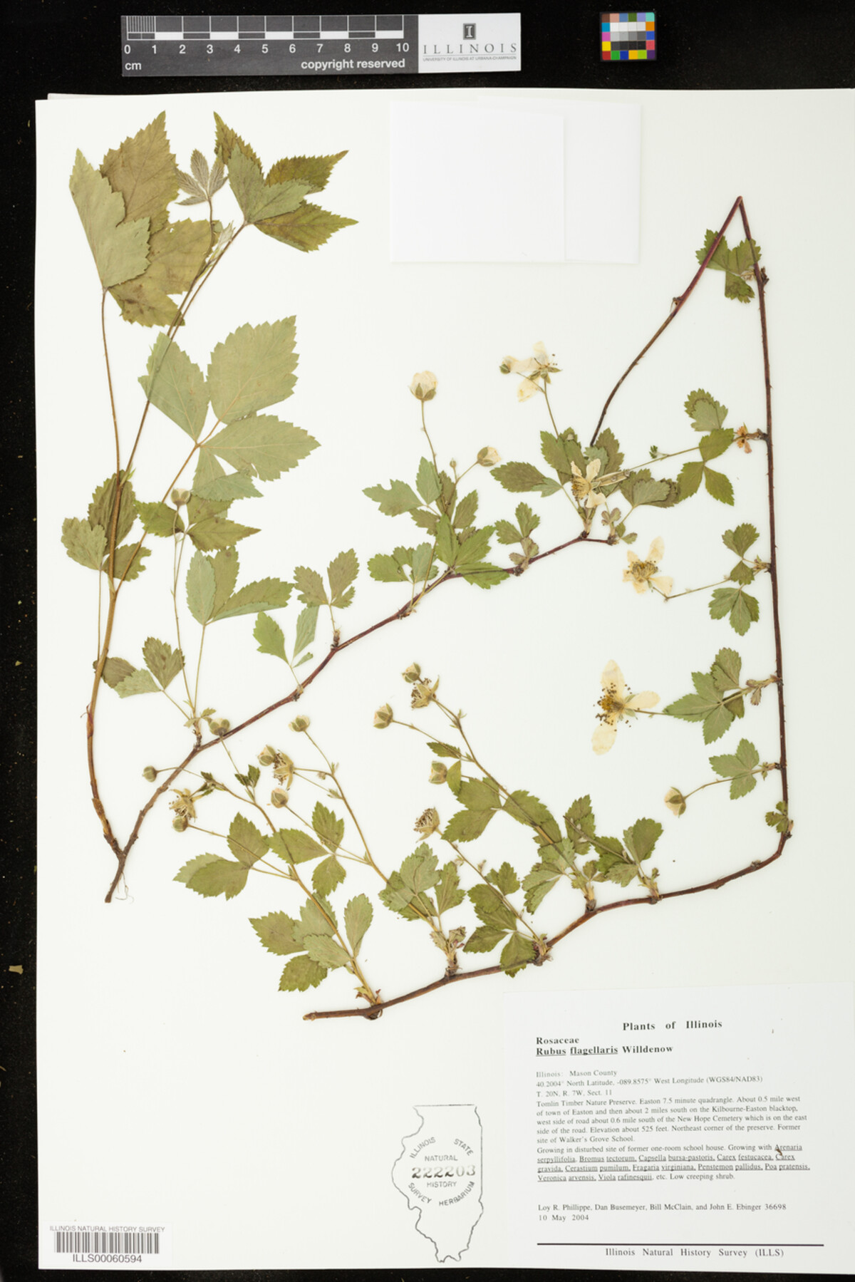 Rubus flagellaris image