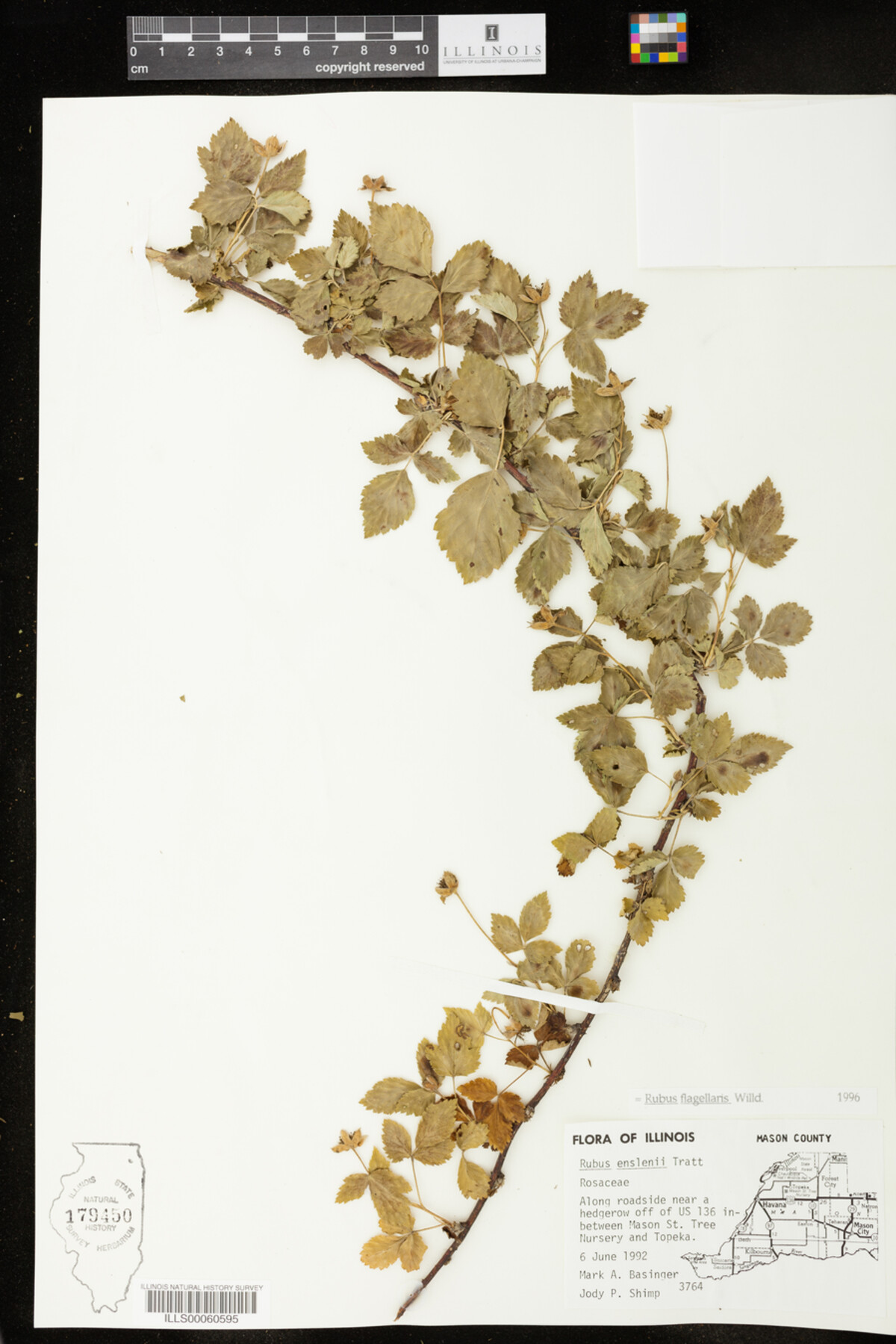 Rubus flagellaris image