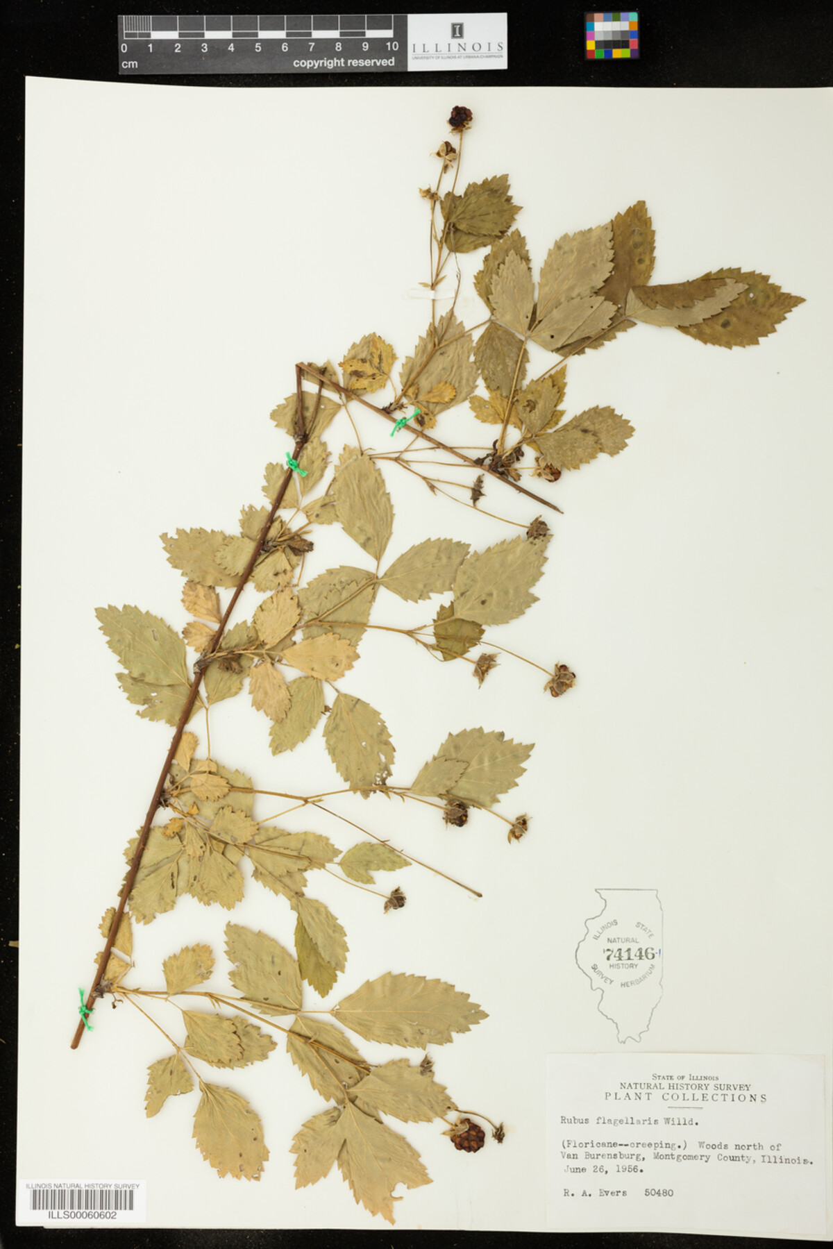 Rubus flagellaris image