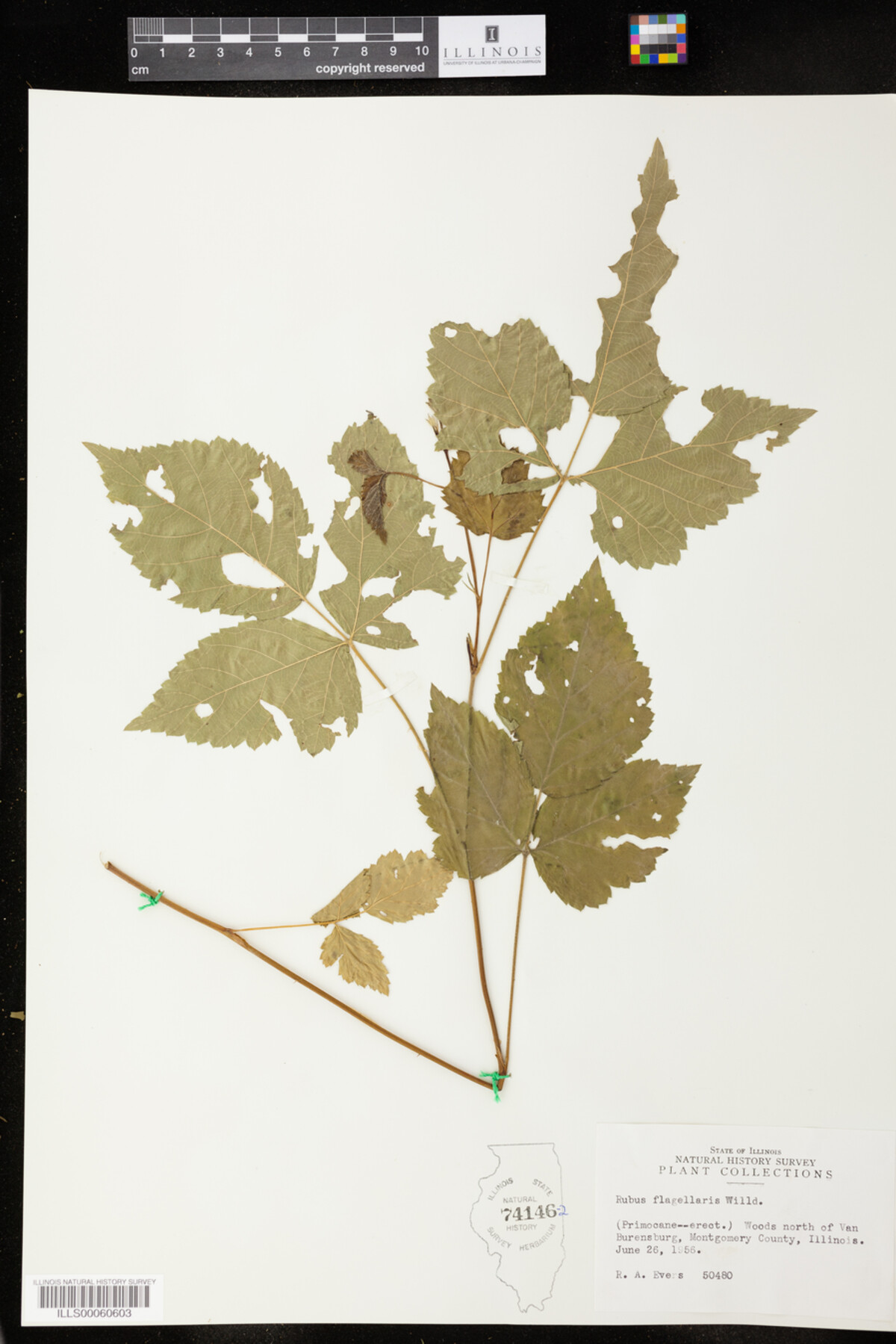 Rubus flagellaris image