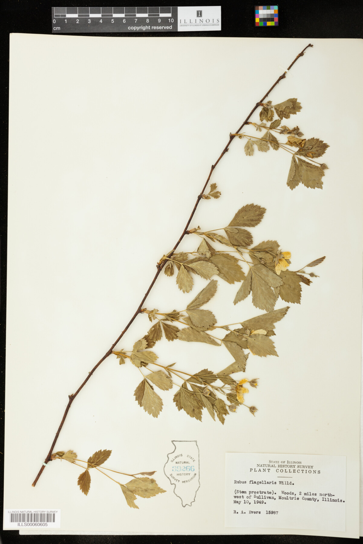 Rubus flagellaris image