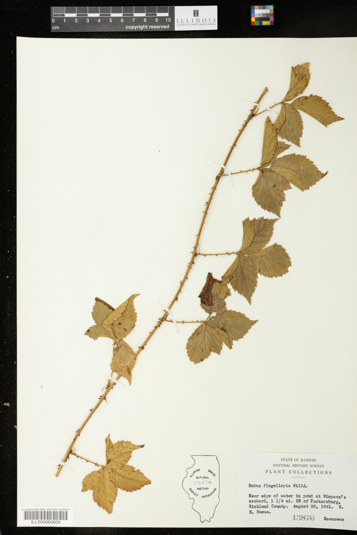 Rubus flagellaris image