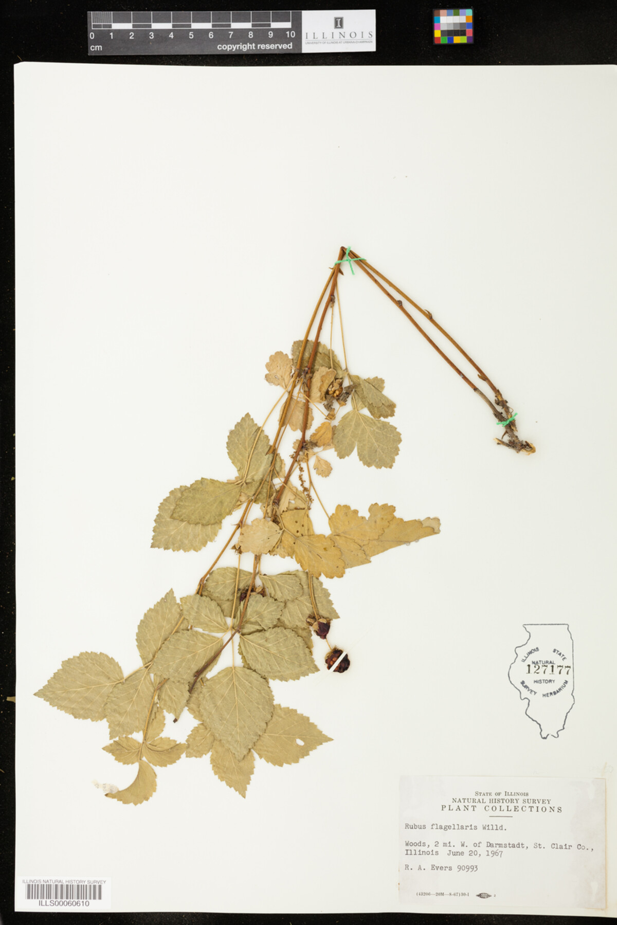 Rubus flagellaris image