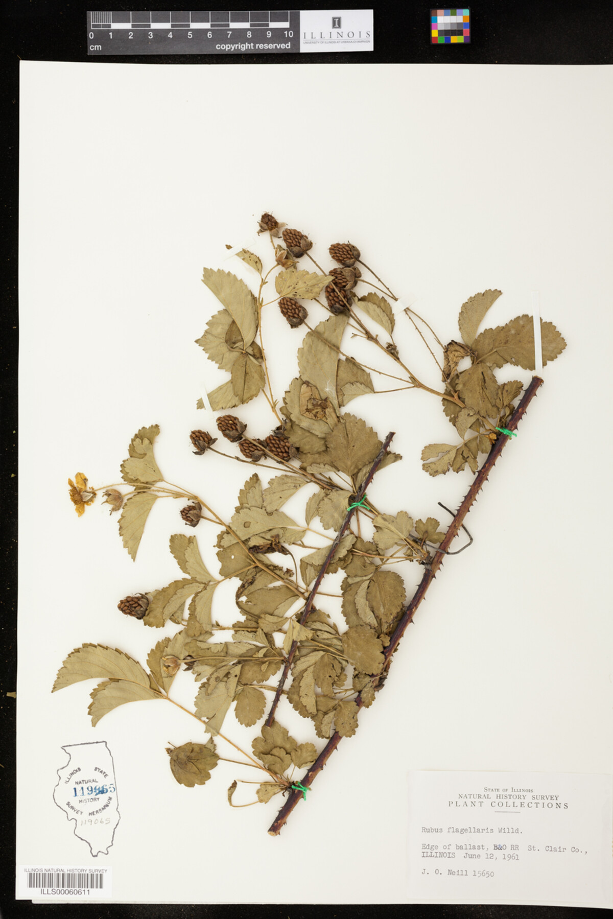 Rubus flagellaris image