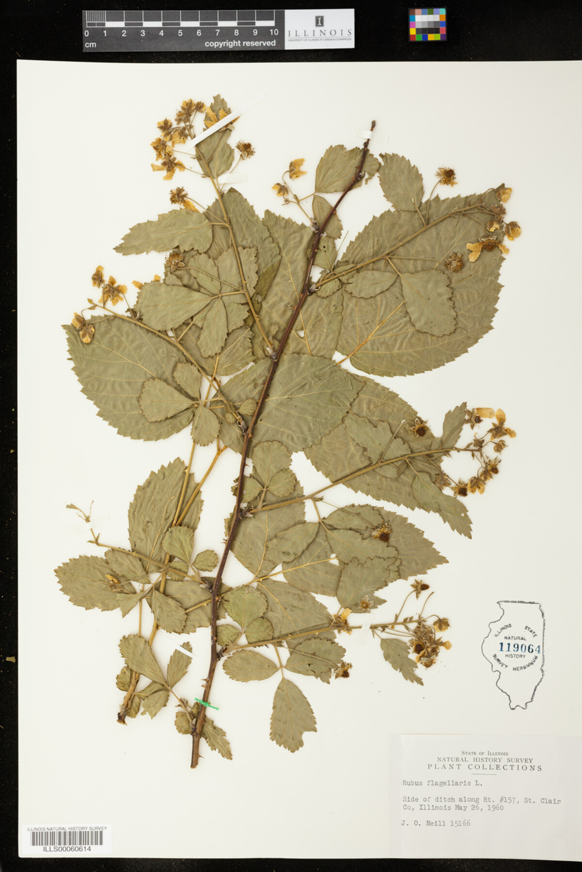 Rubus flagellaris image