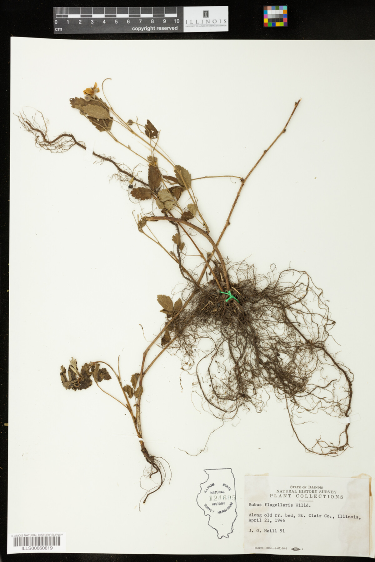 Rubus flagellaris image