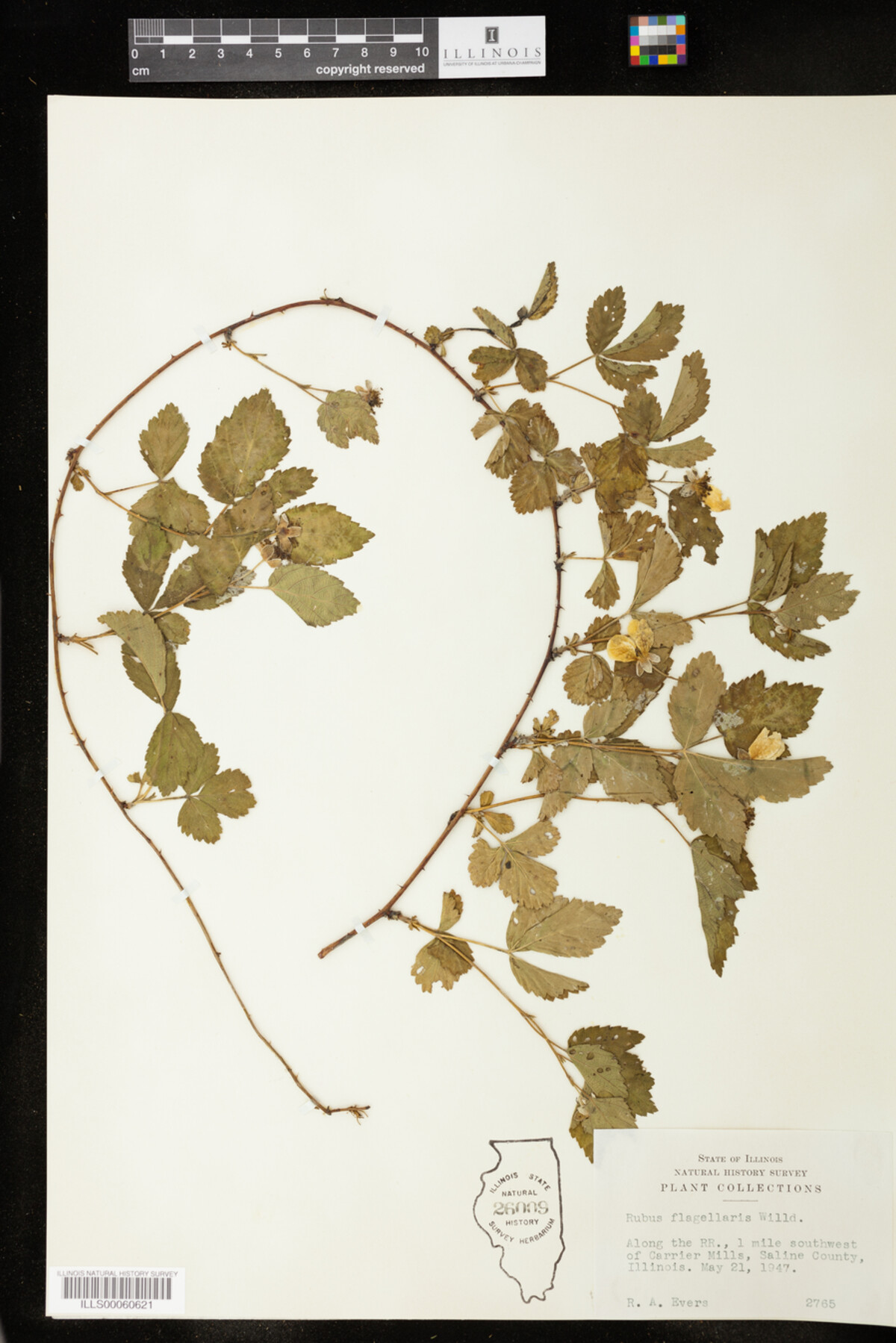 Rubus flagellaris image