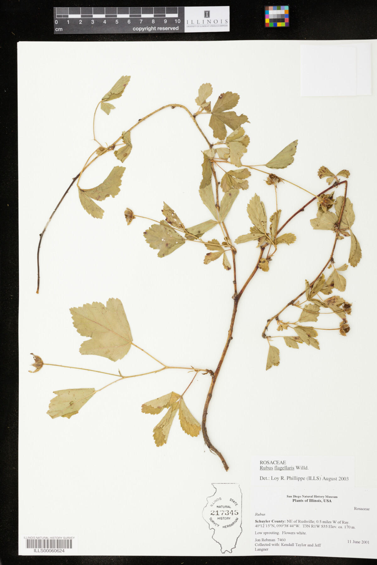 Rubus flagellaris image