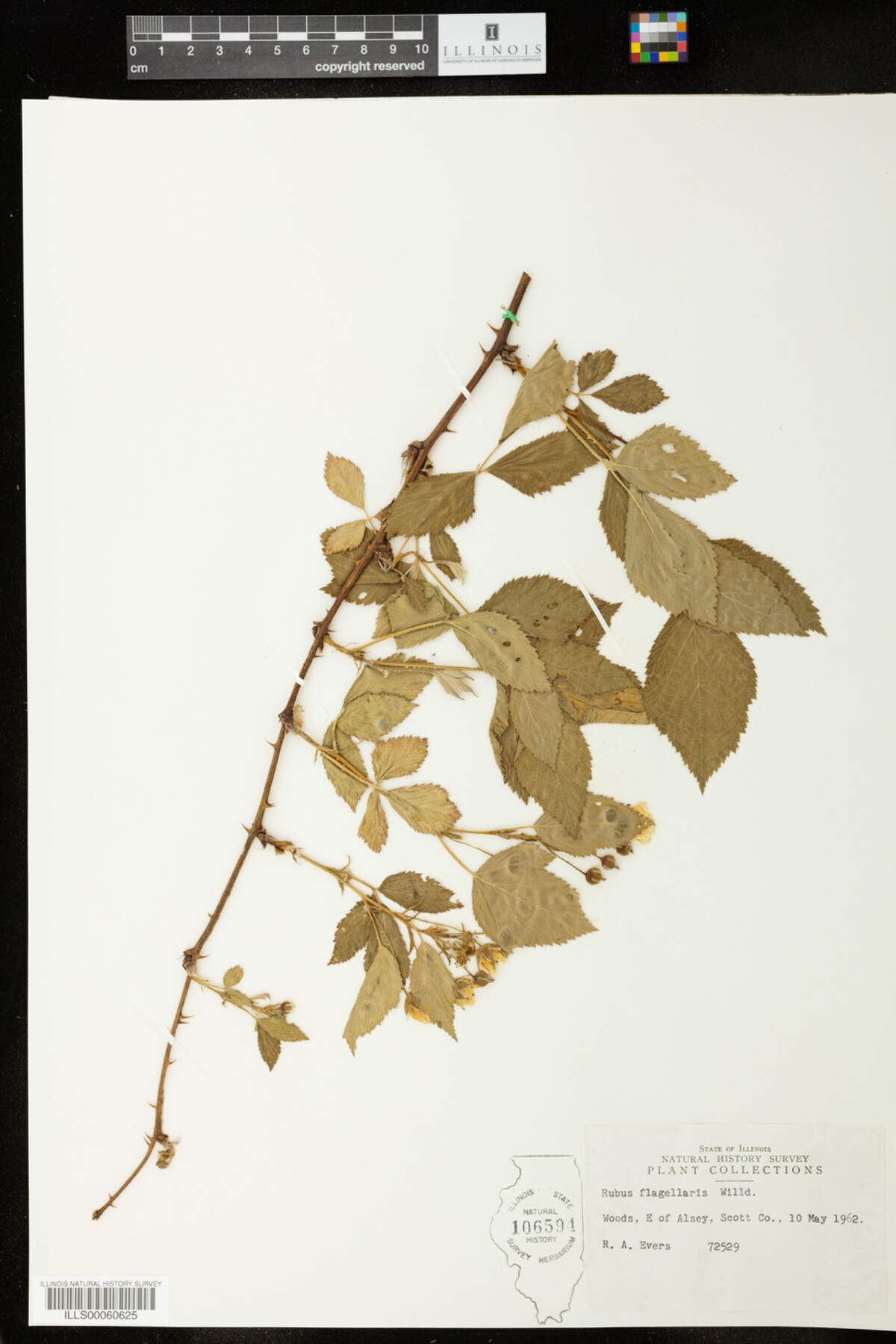 Rubus flagellaris image