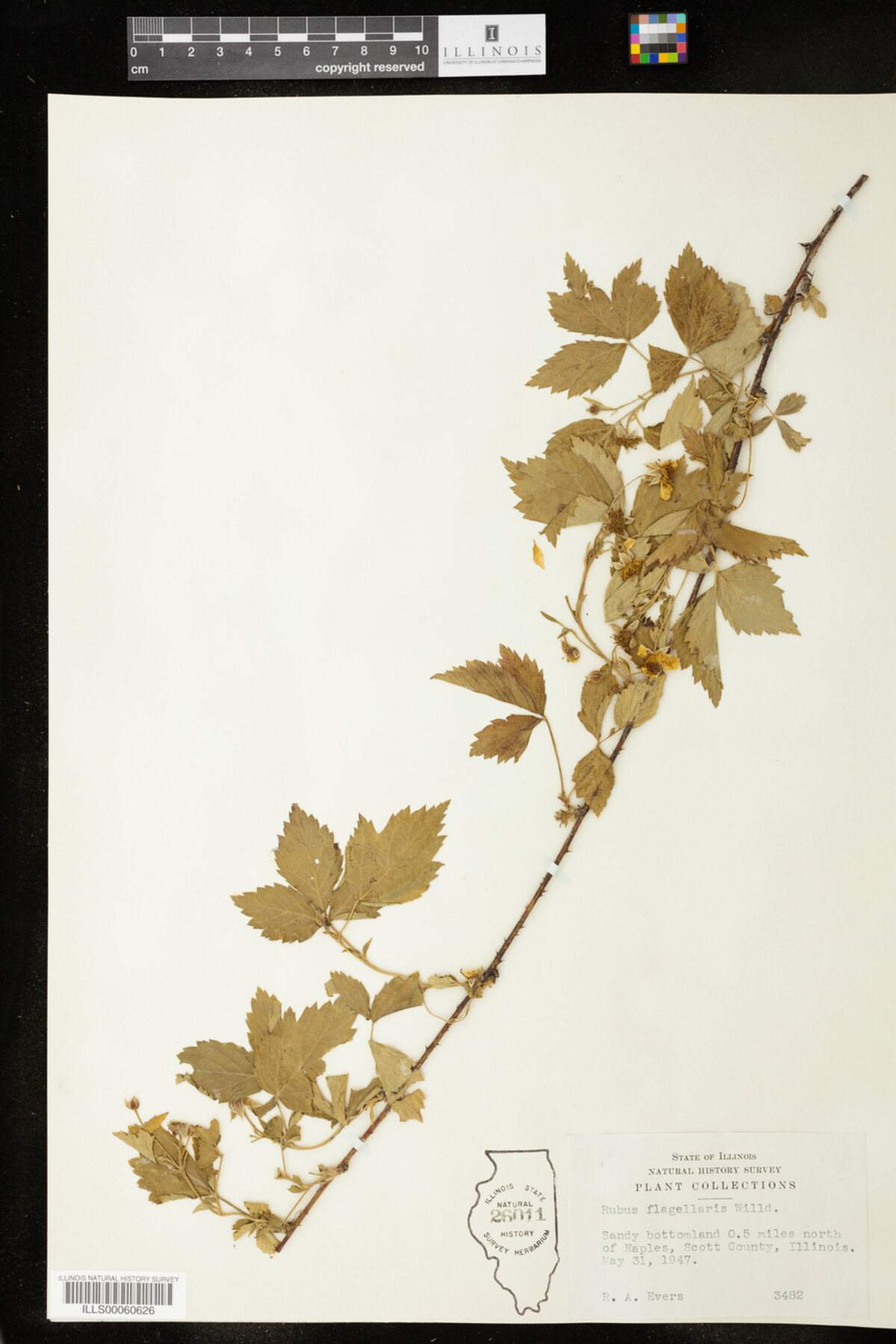 Rubus flagellaris image