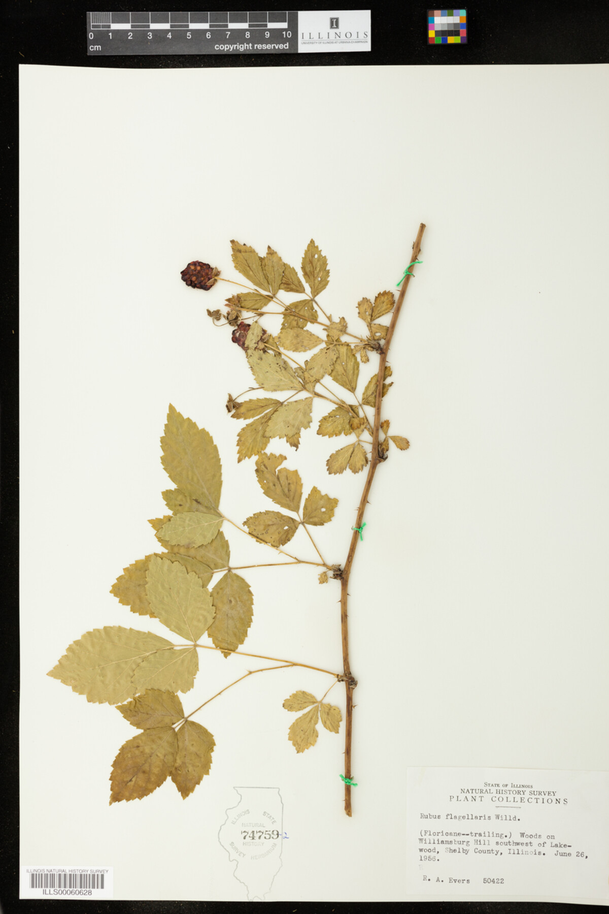 Rubus flagellaris image