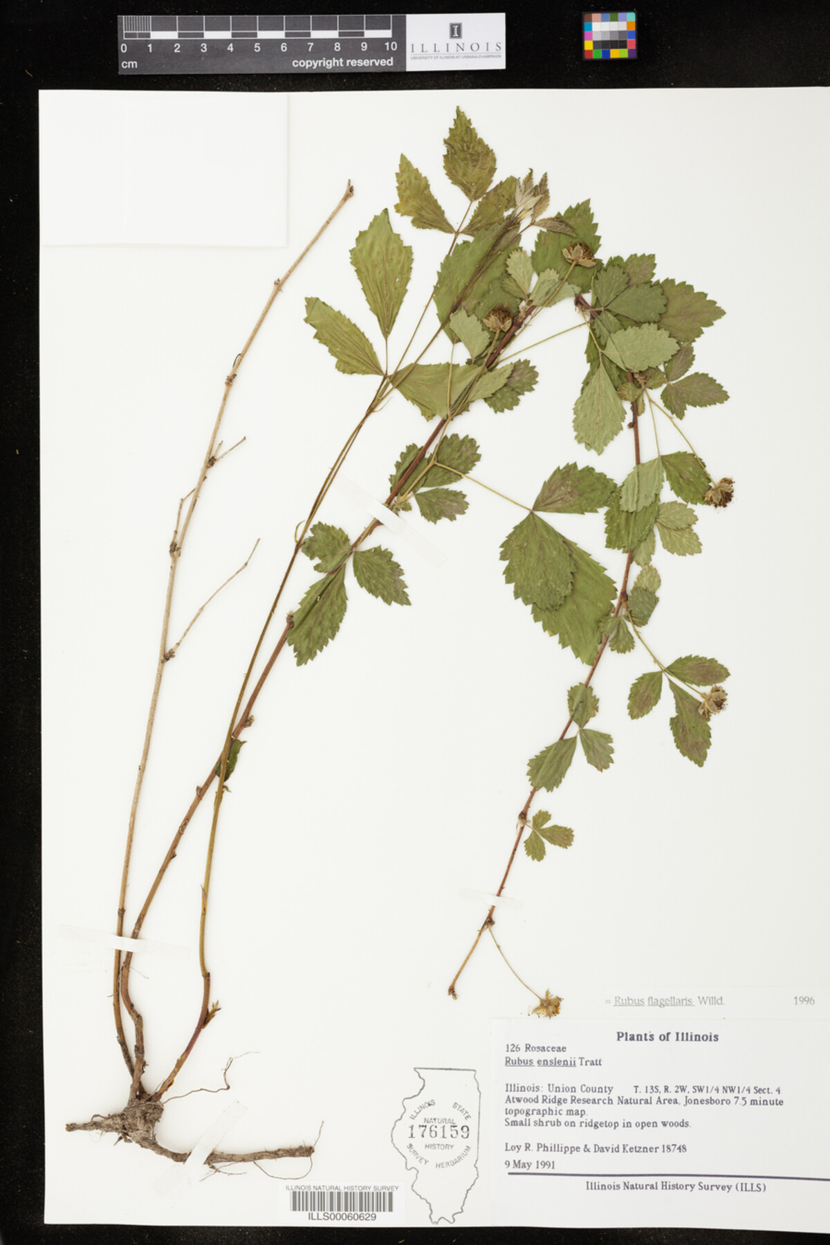 Rubus flagellaris image