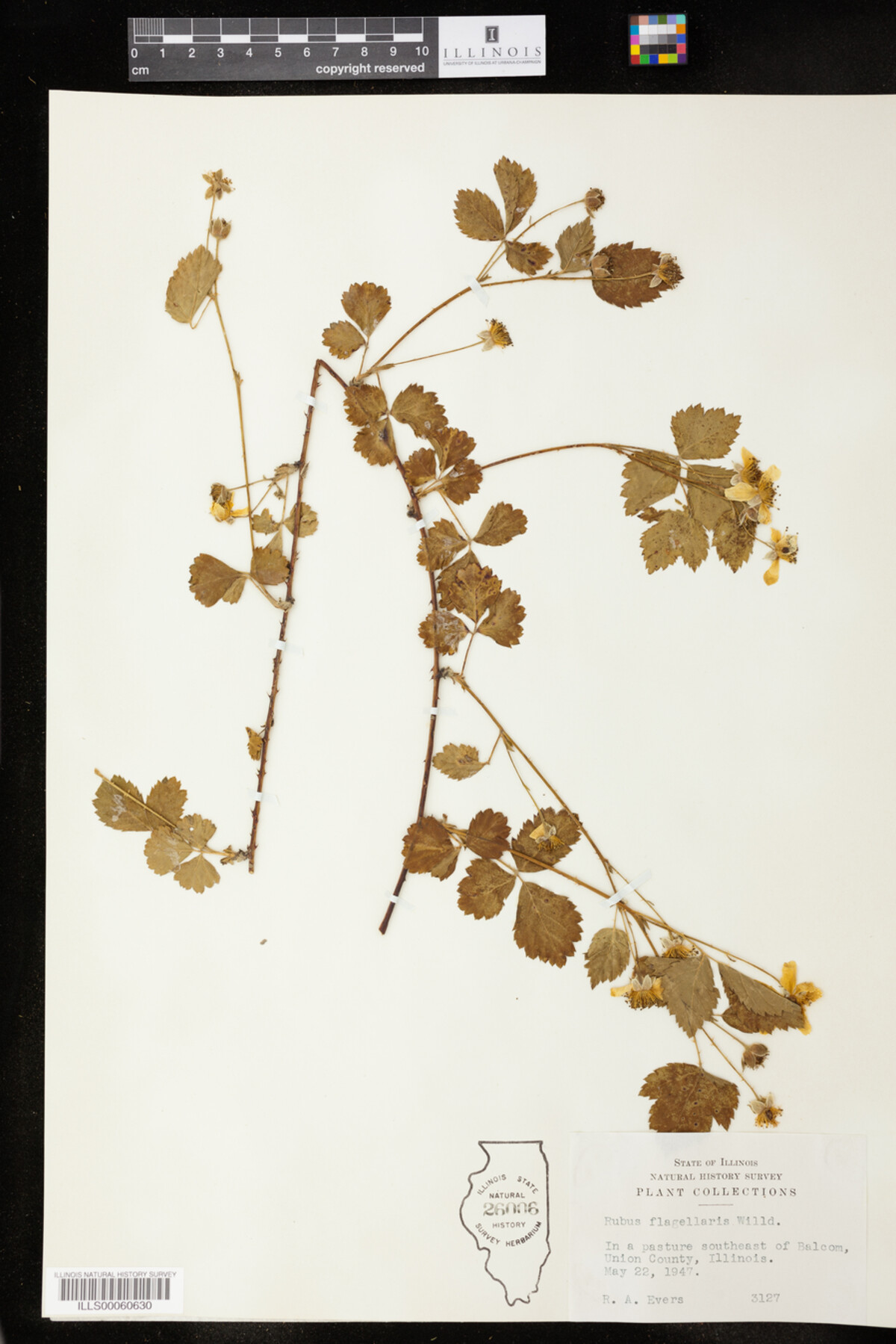 Rubus flagellaris image