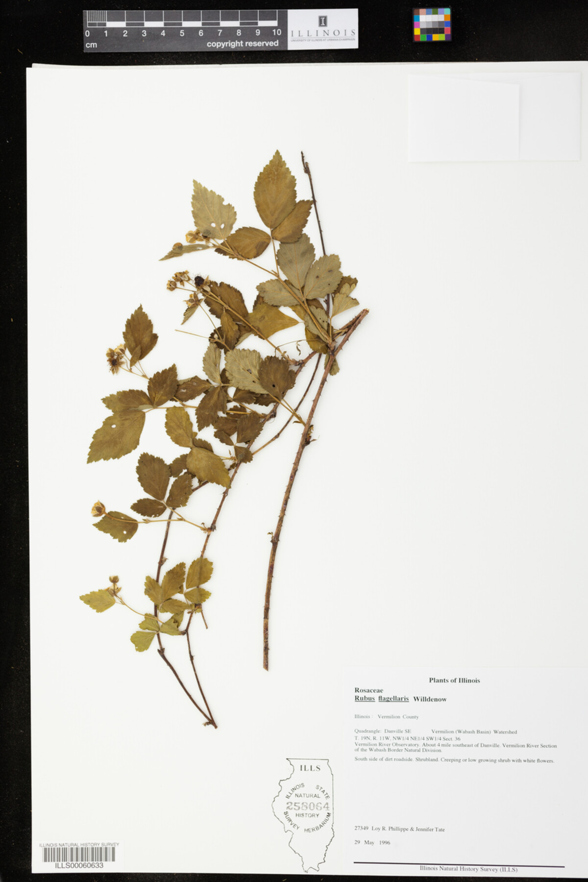 Rubus flagellaris image