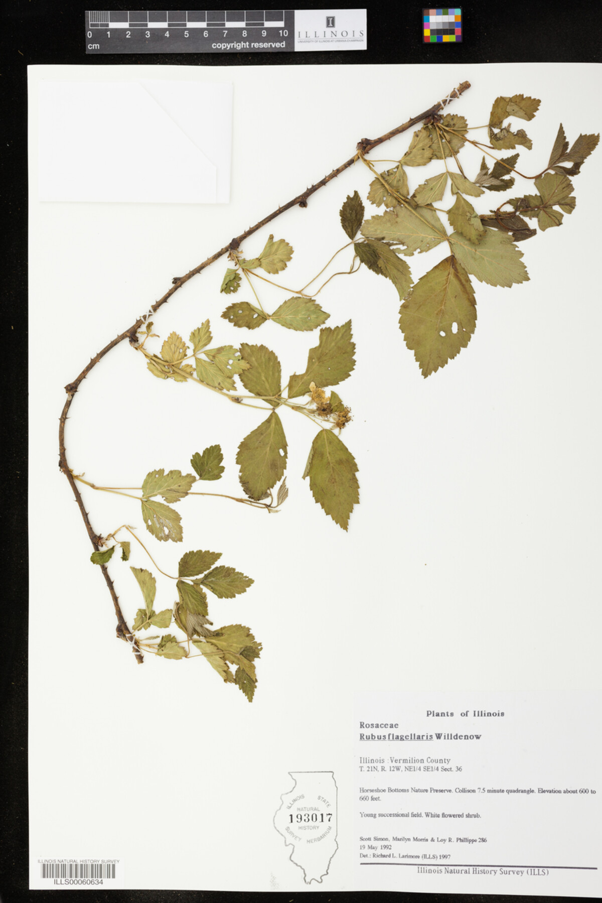 Rubus flagellaris image