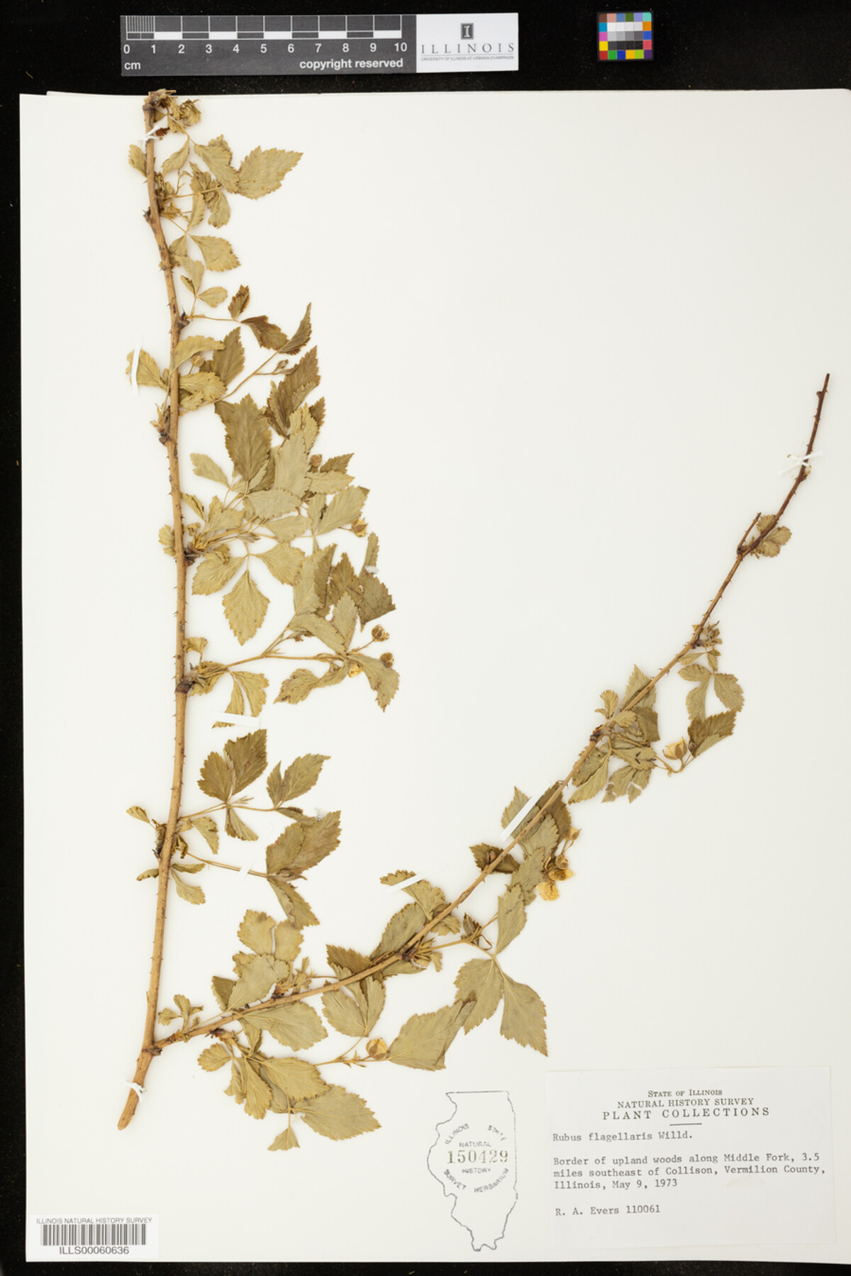 Rubus flagellaris image