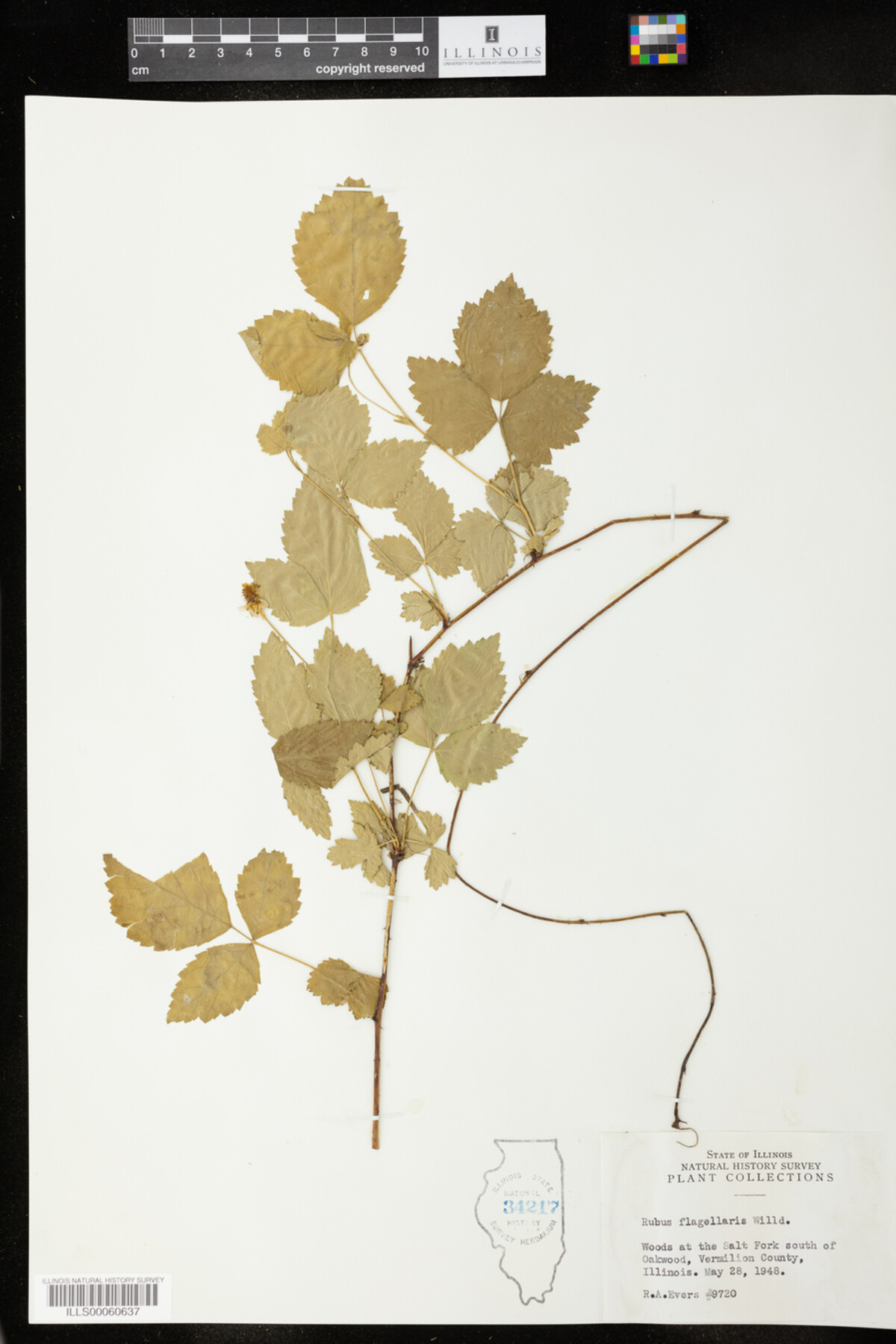 Rubus flagellaris image