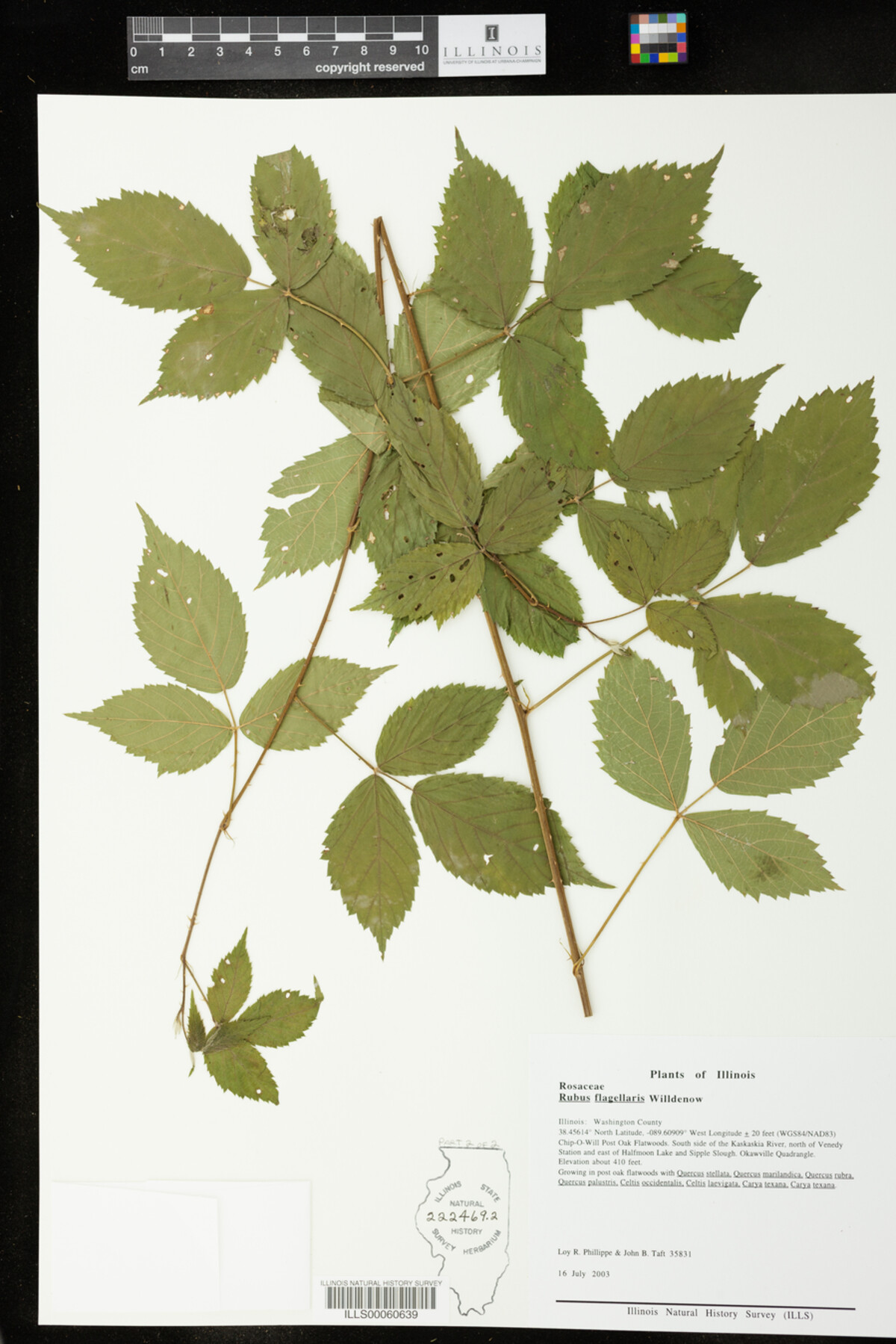 Rubus flagellaris image