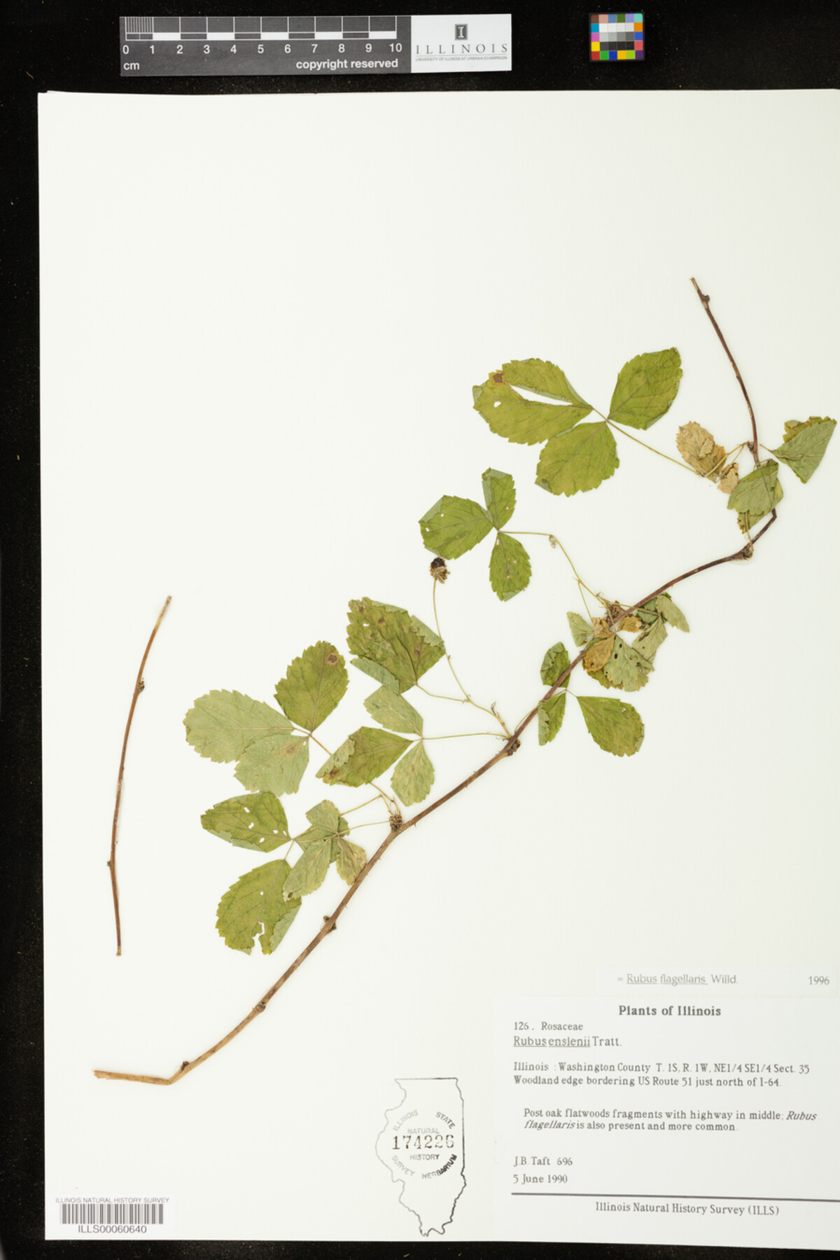 Rubus flagellaris image