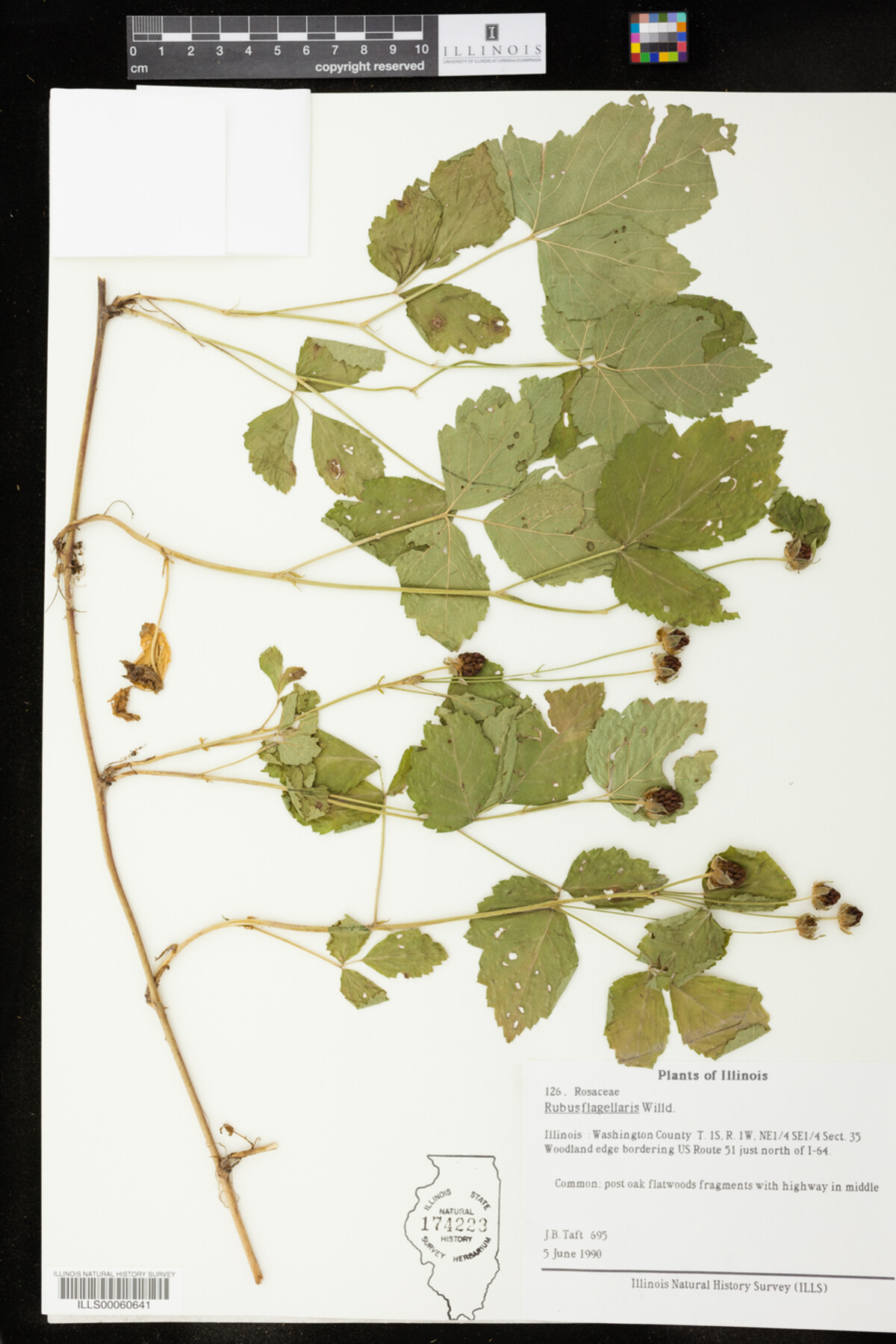 Rubus flagellaris image