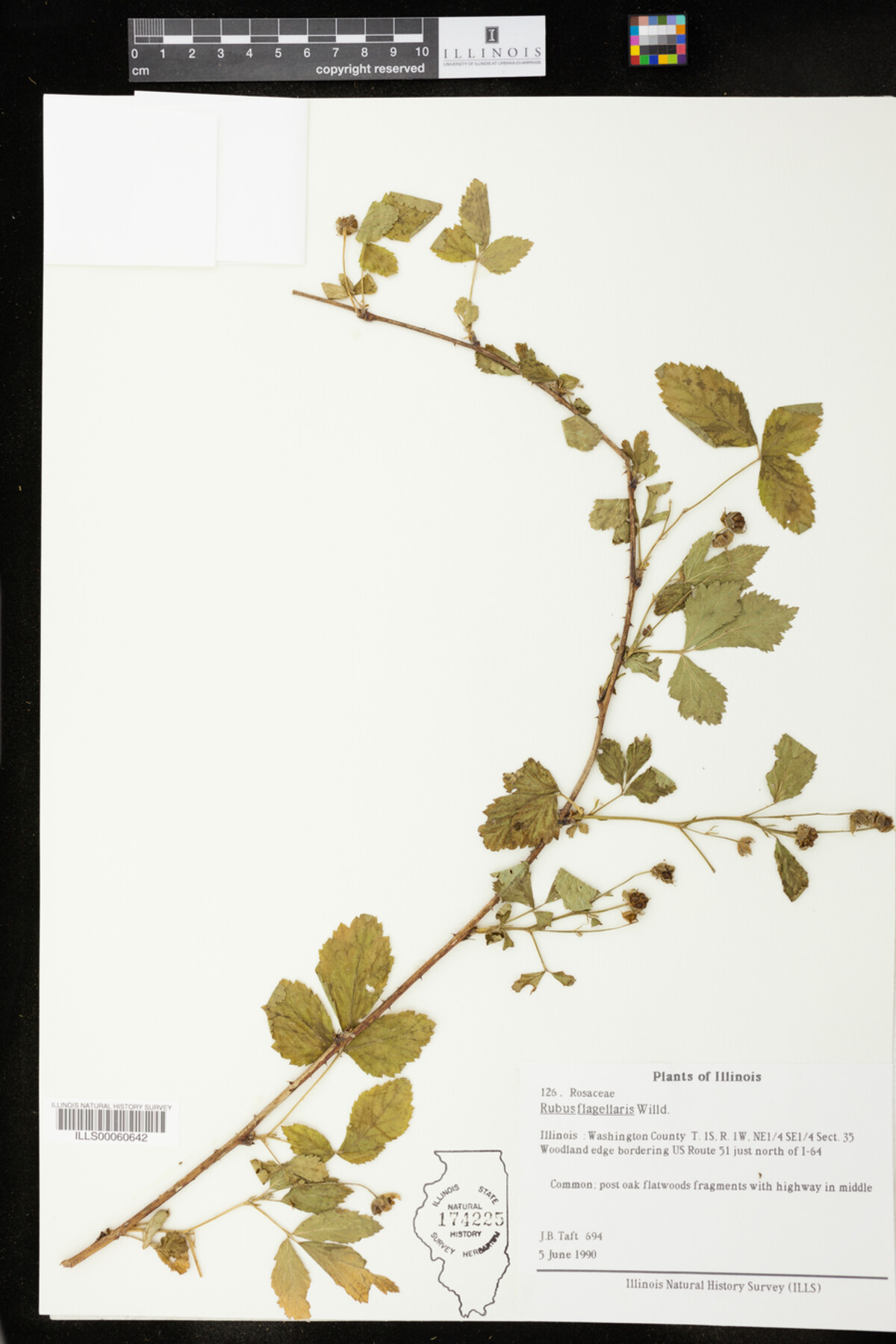 Rubus flagellaris image