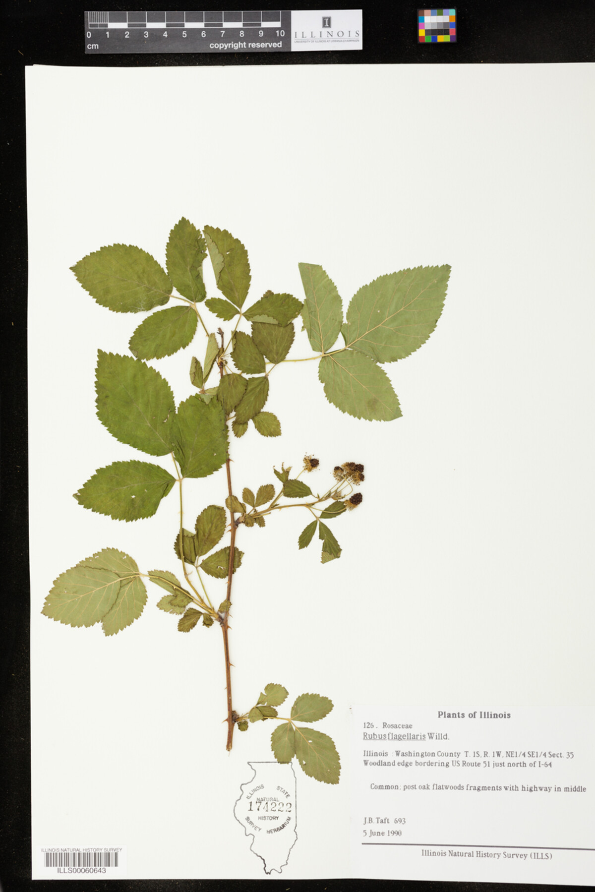 Rubus flagellaris image