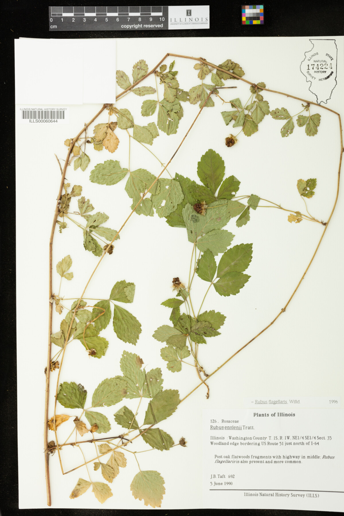 Rubus flagellaris image