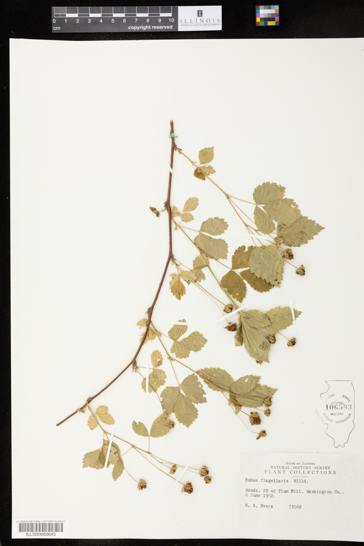 Rubus flagellaris image