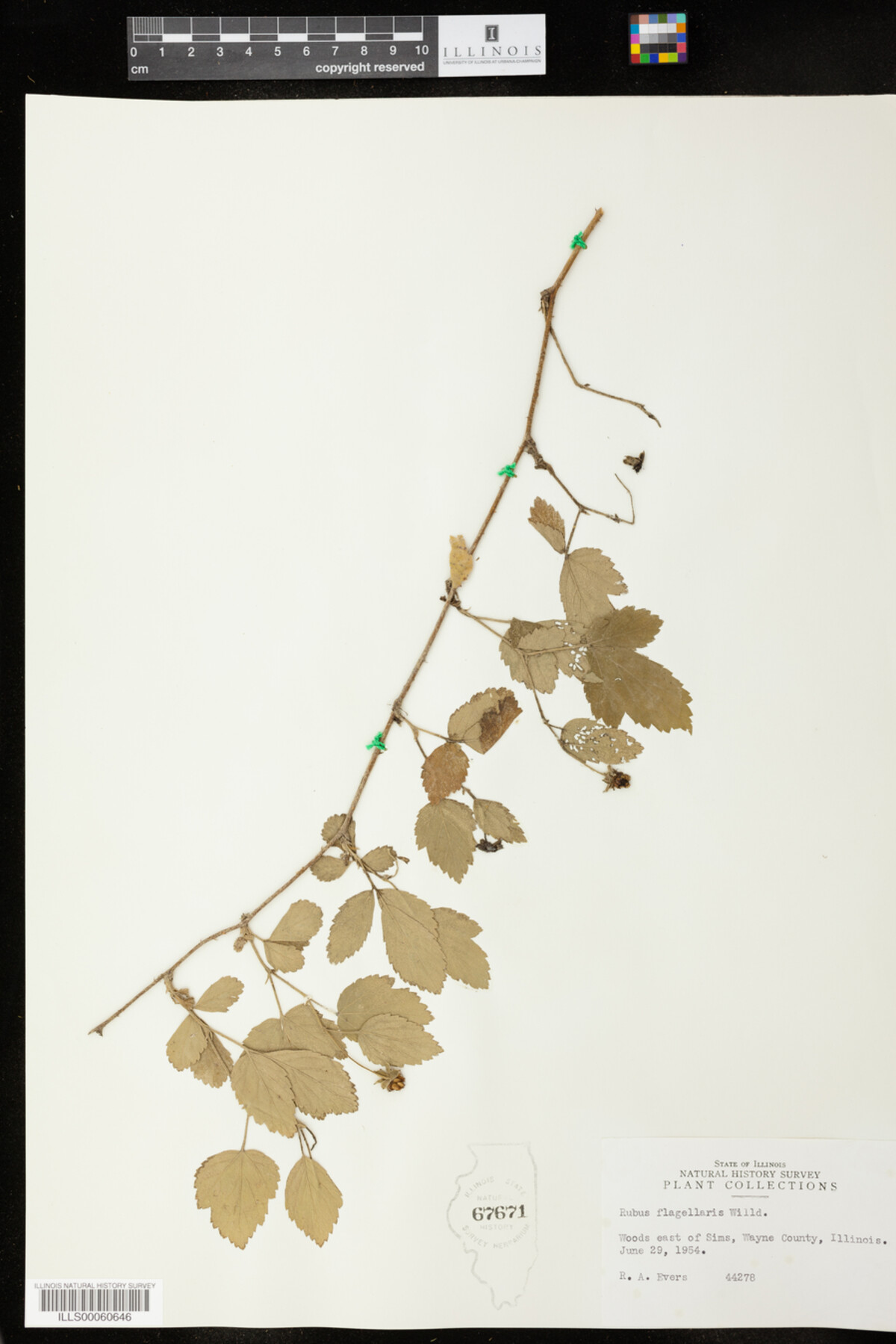 Rubus flagellaris image