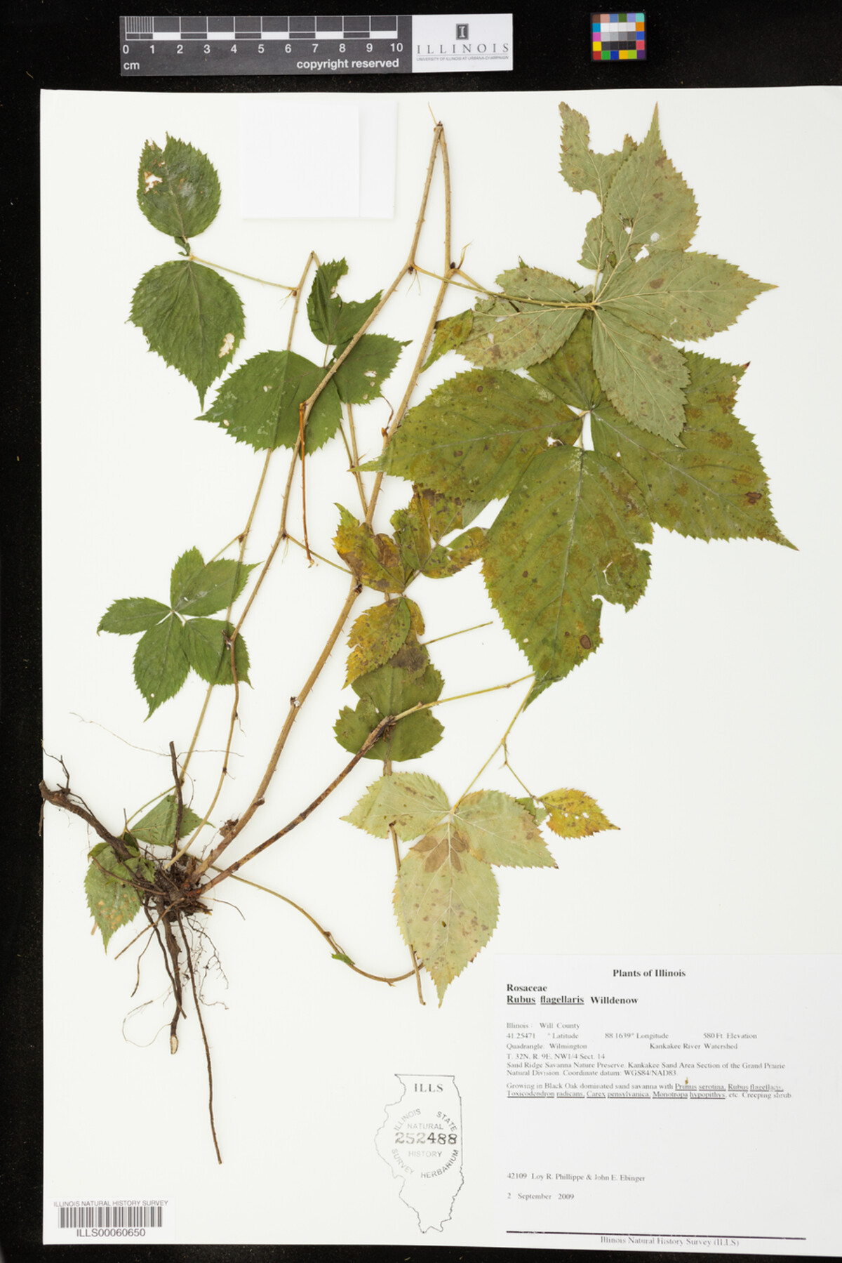 Rubus flagellaris image