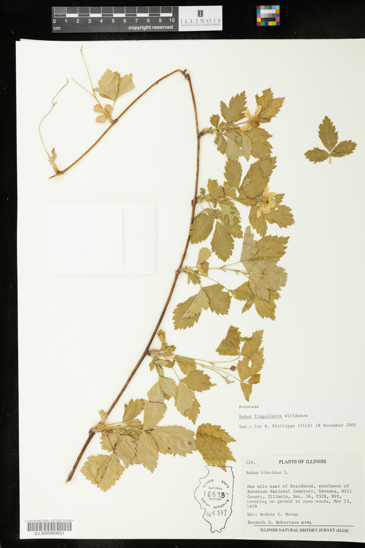 Rubus flagellaris image