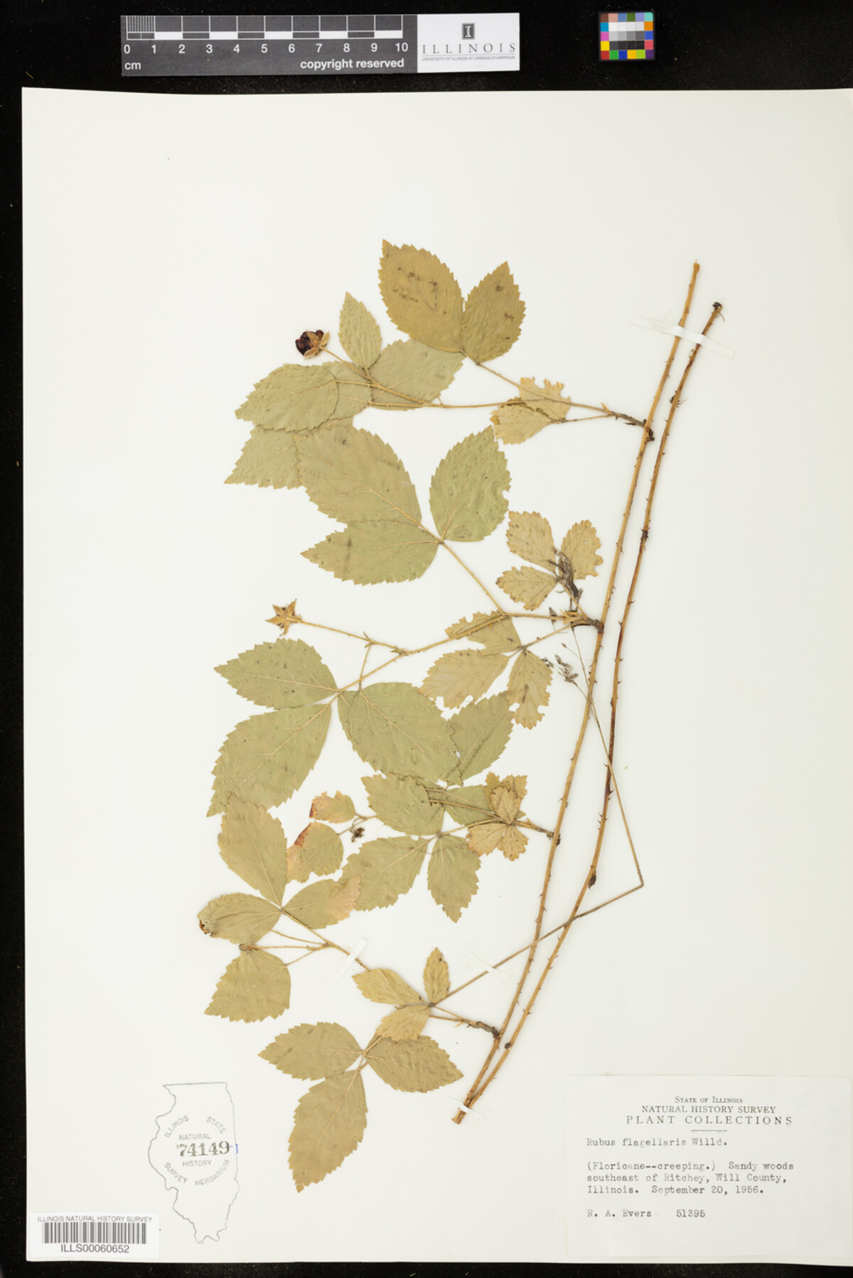 Rubus flagellaris image