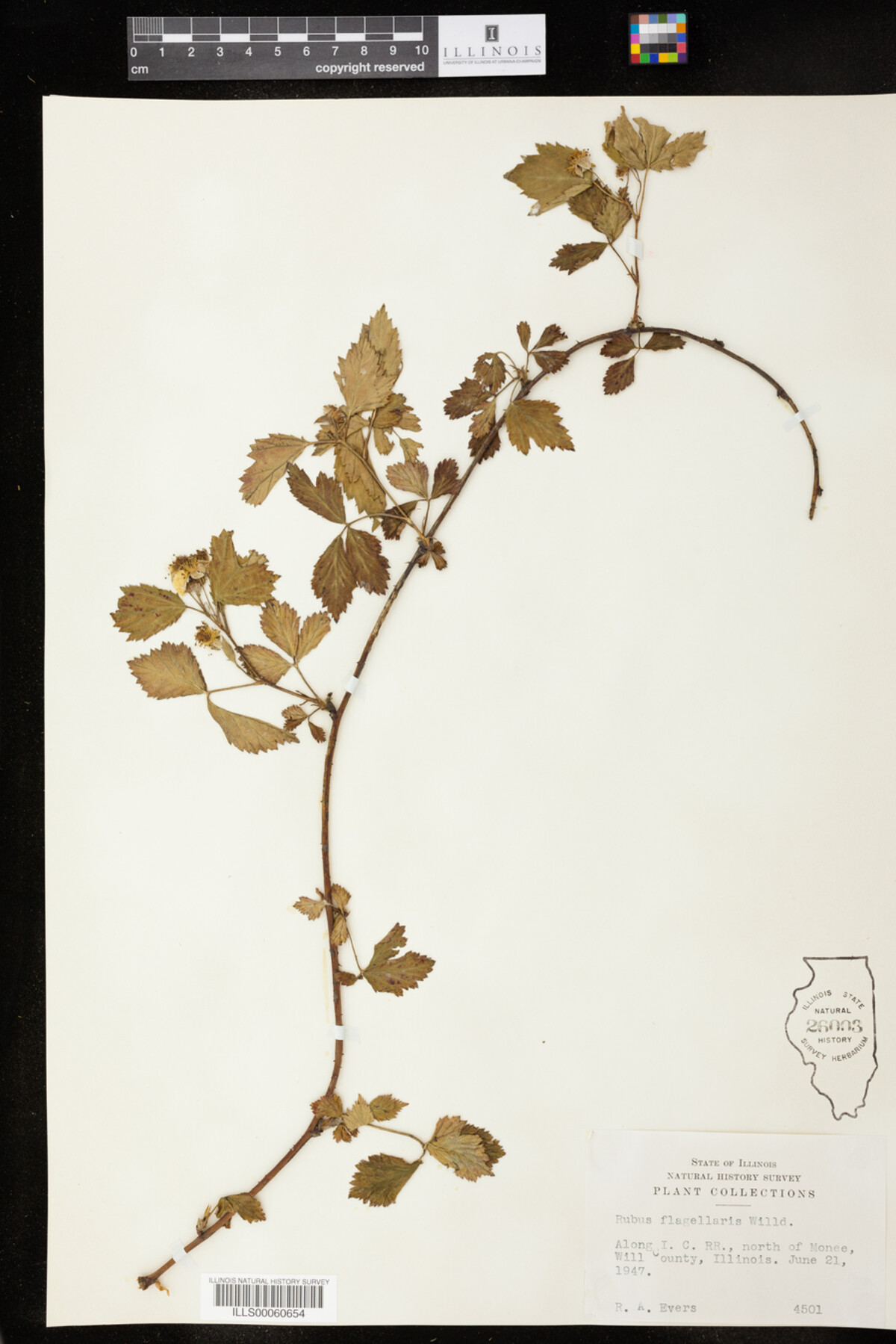Rubus flagellaris image
